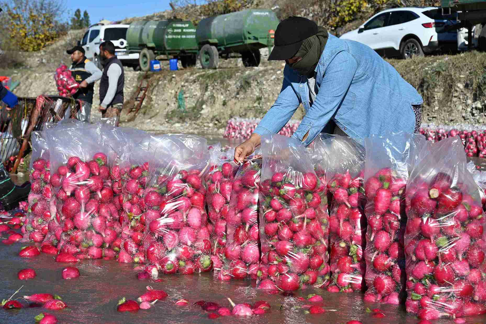 aa-20241218-36517319-36517310-tescilli-kadirli-turpunda-hasat-donemi-basladi-11zon.jpg