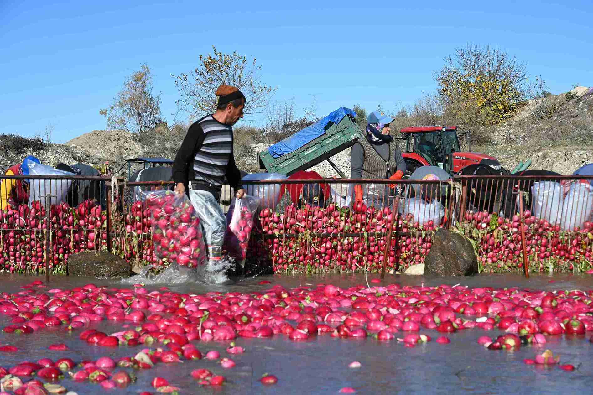 aa-20241218-36517319-36517318-tescilli-kadirli-turpunda-hasat-donemi-basladi-11zon.jpg