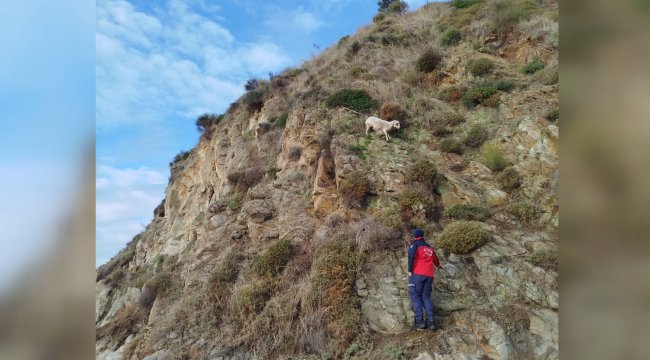 kayaliklarda-16-saat-mahsur-kalan-koyunu-482650-142706.jpg