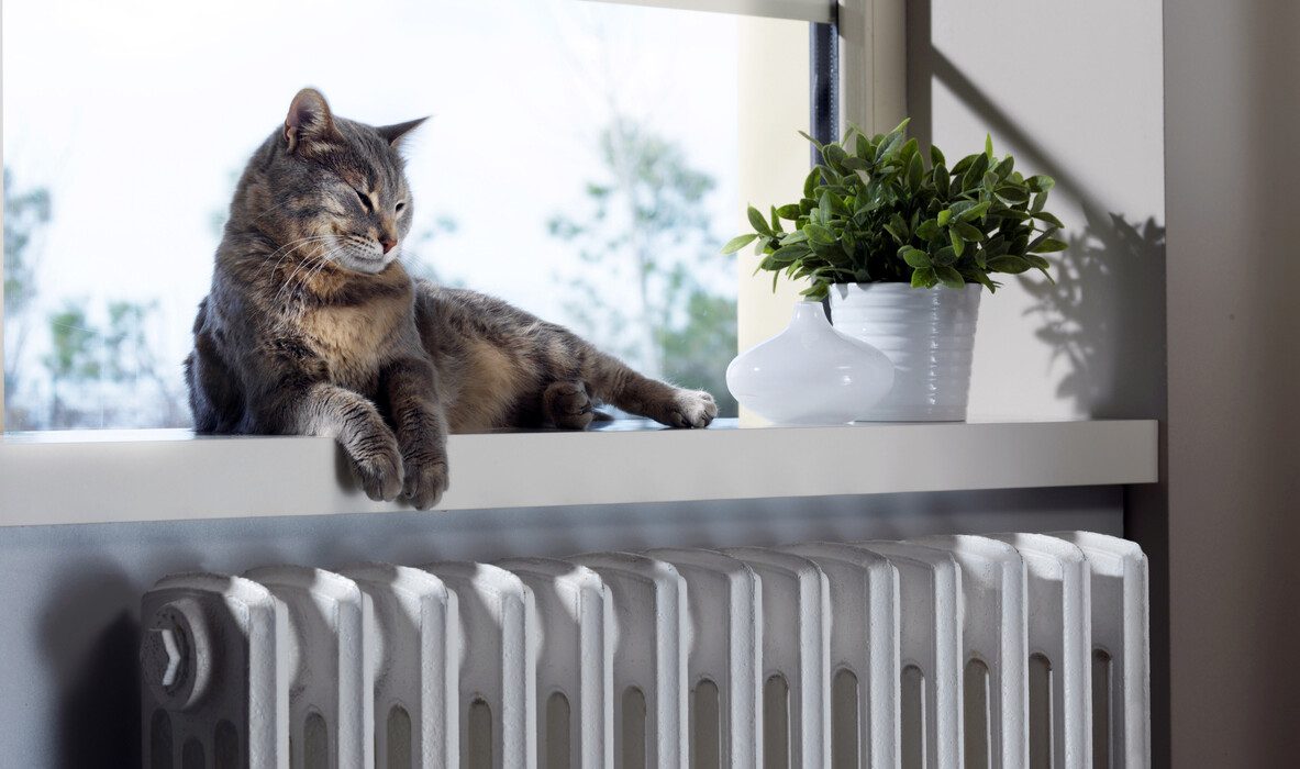 radyator-kedi.jpg
