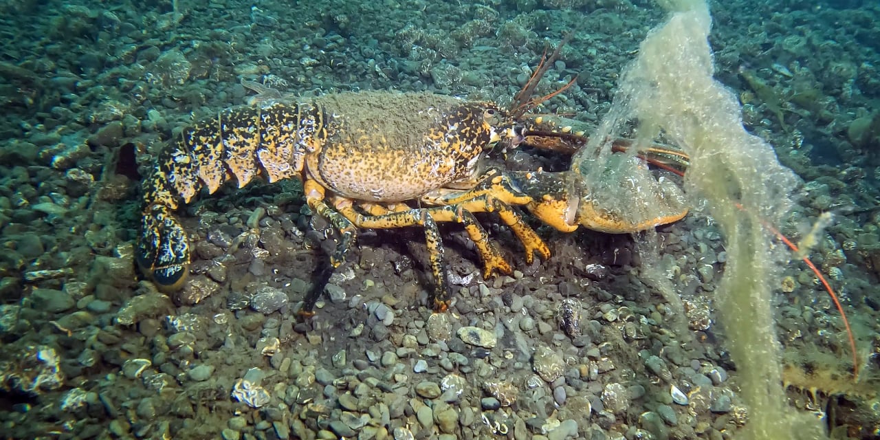 marmaraya-musilaj-uyarisi-bakanliktan-geldi-7-belediyeye-acil-yazisi-gitti-3.jpg