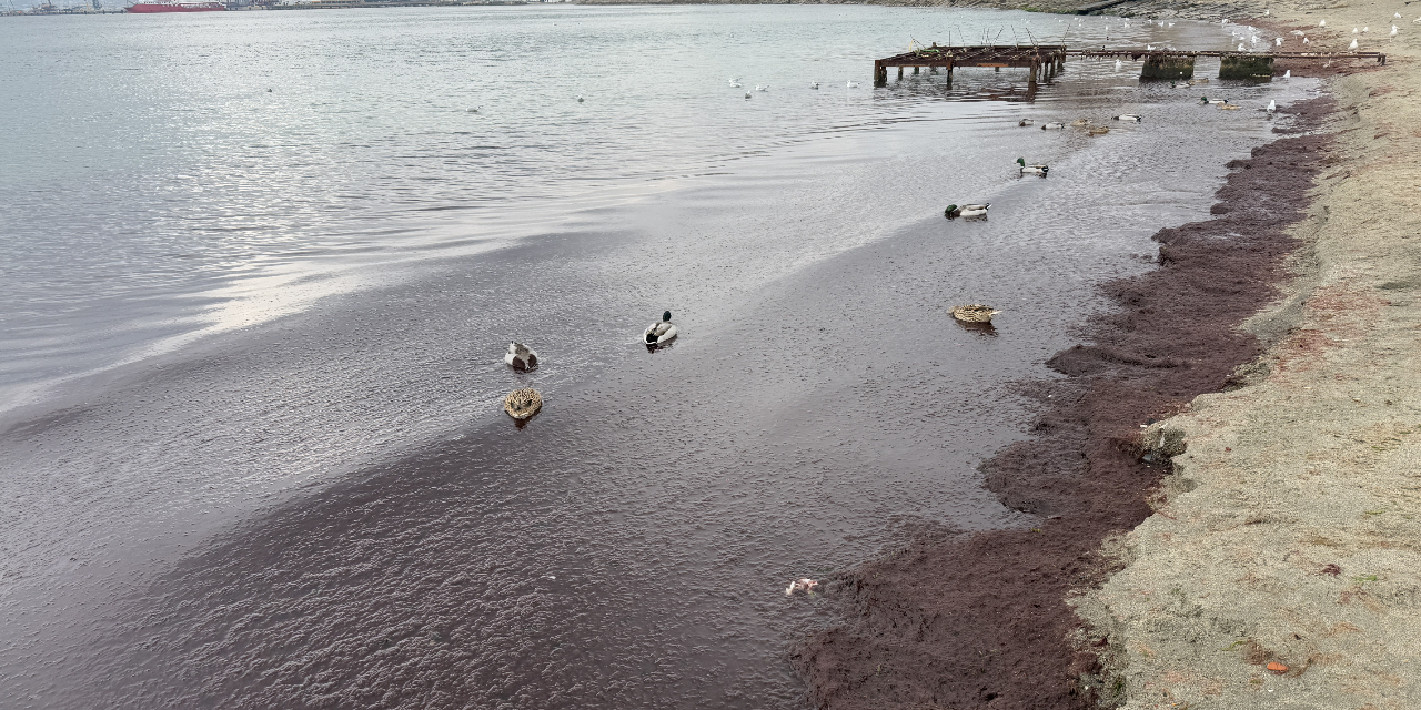 tekirdag-sahili-kan-kirmizi-oldu-1.jpg