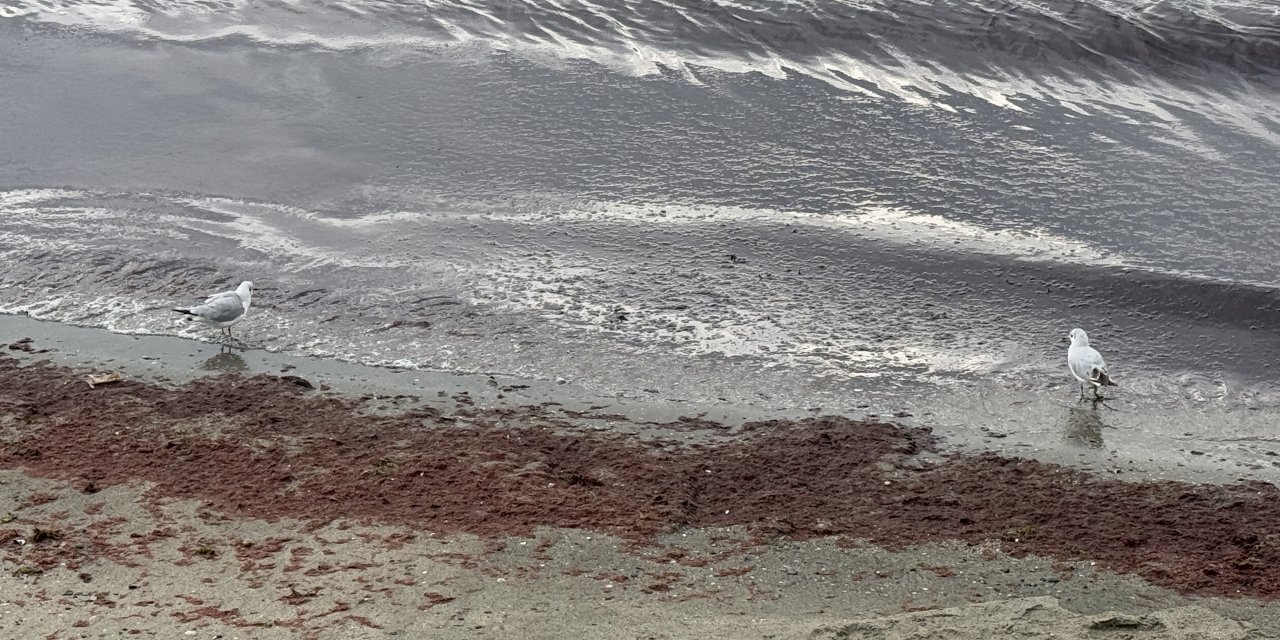 tekirdag-sahili-kan-kirmizi-oldu-5.jpg