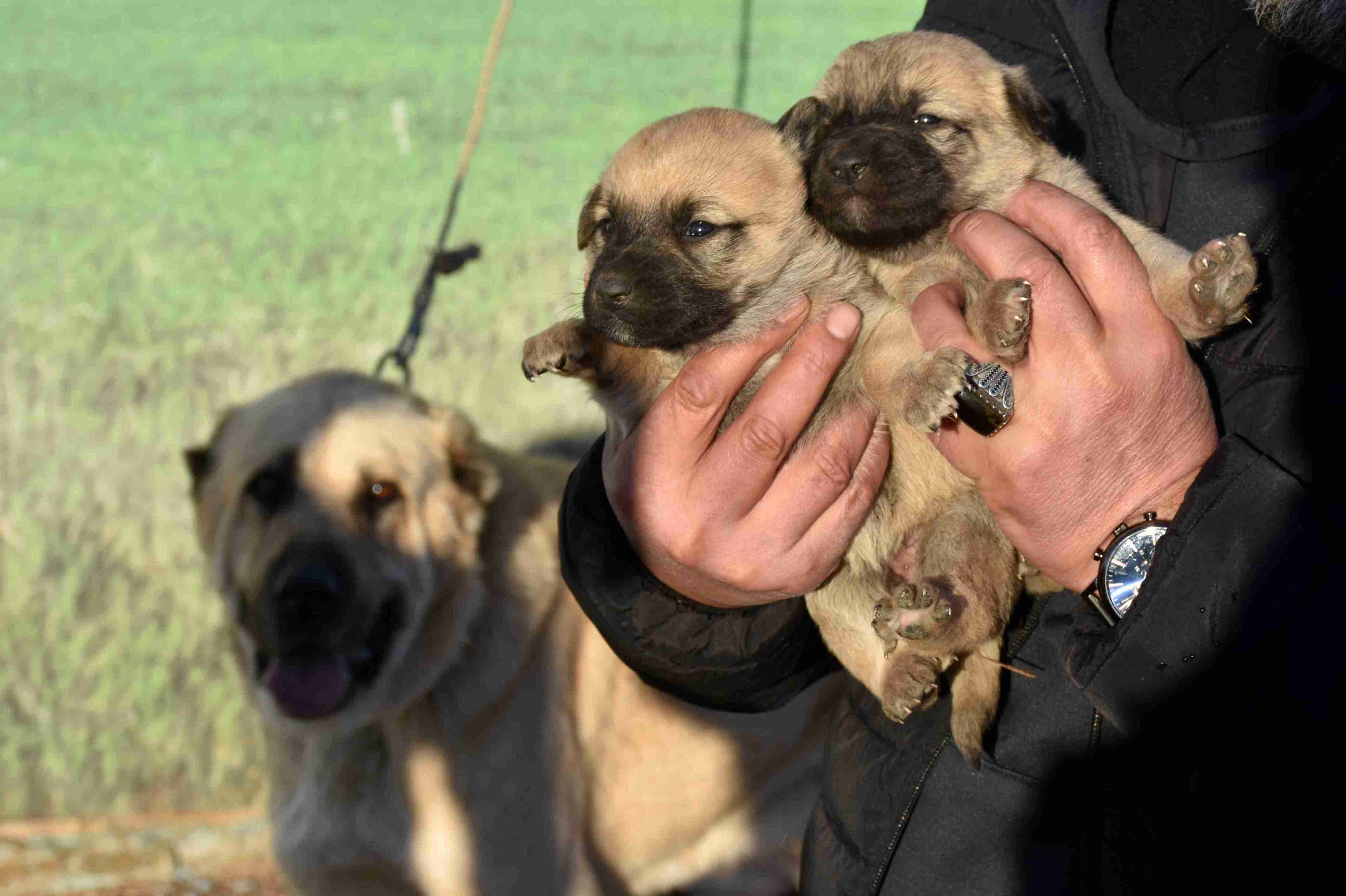 kangal-kopegi-sevdasini-safkan-uretim-509087-150708-11zon.jpg