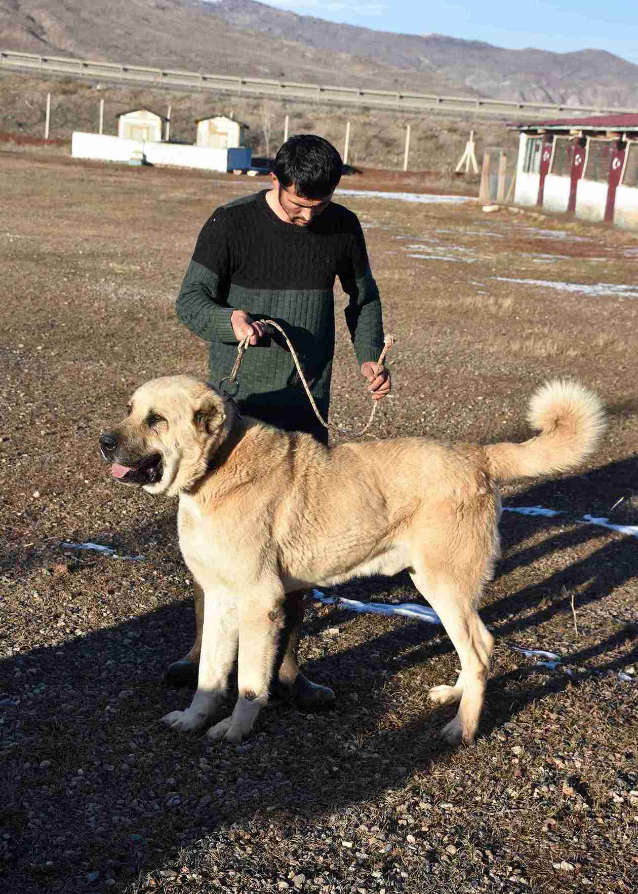 kangal-kopegi-sevdasini-safkan-uretim-509089-150708-11zon.jpg