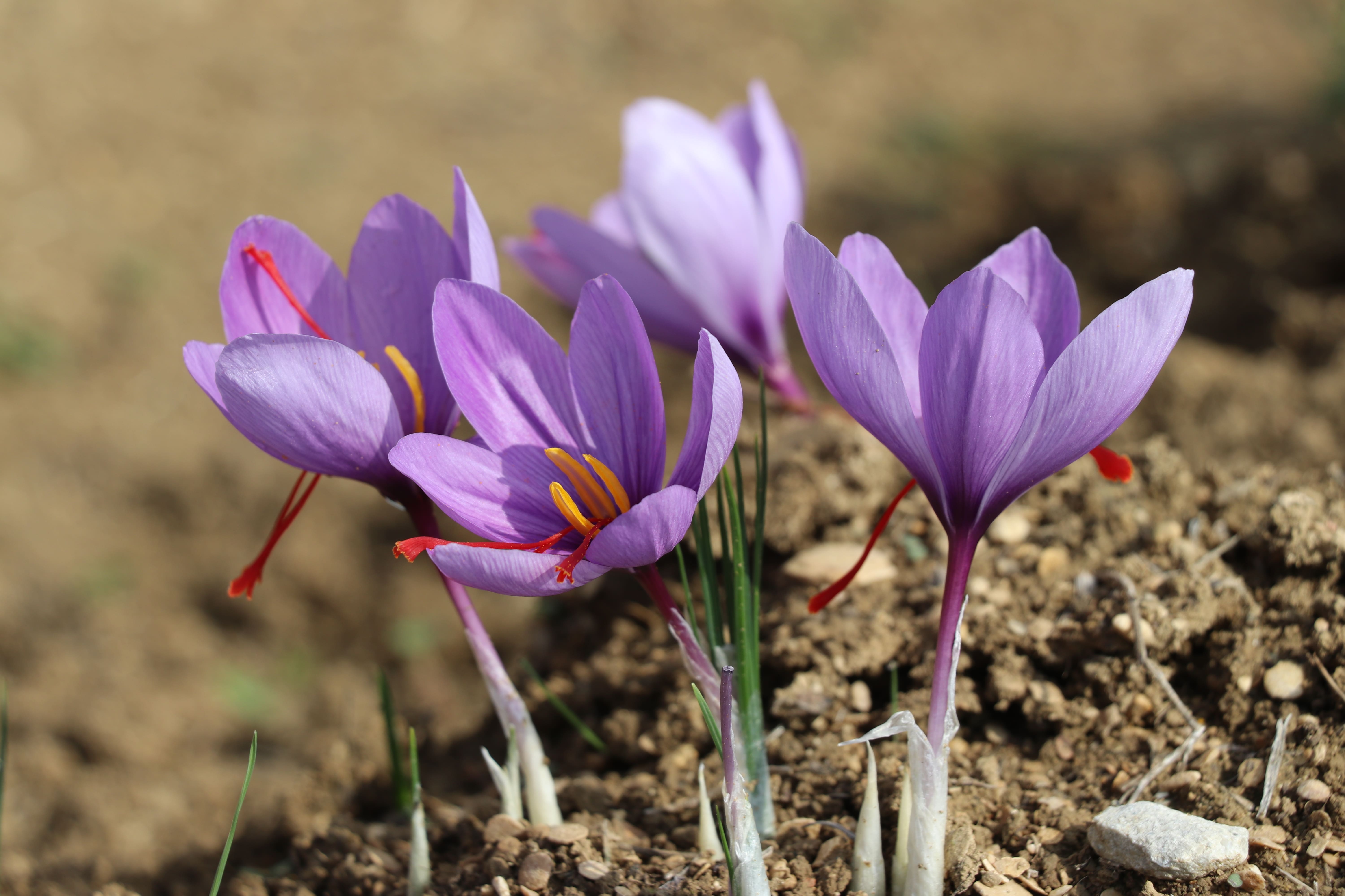 Karabük'te Tıbbi Aromatik Bitkiler Projesi ile Tarımda Değişim