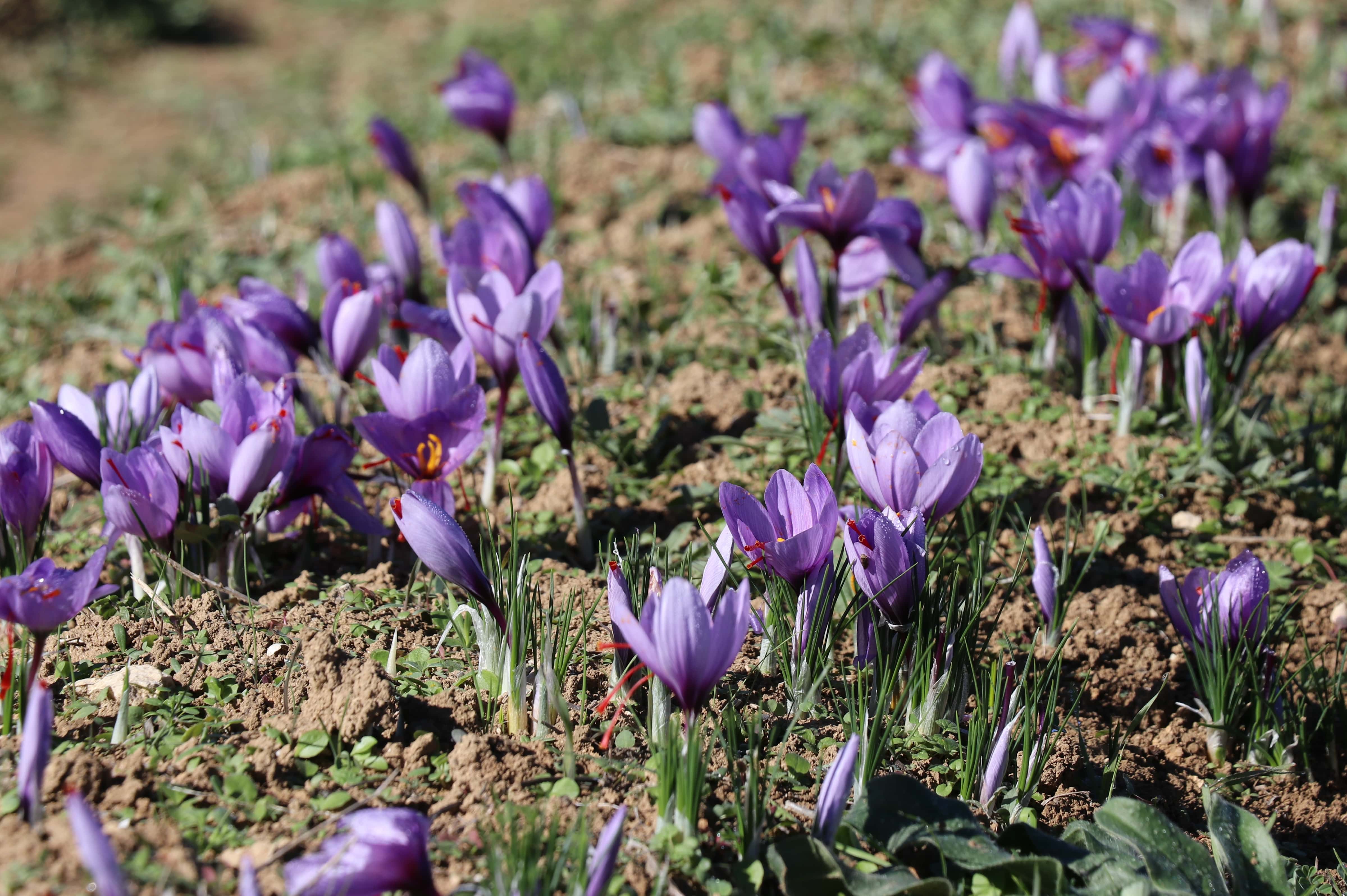 Karabük'te Tıbbi Aromatik Bitkiler Projesi ile Tarımda Değişim