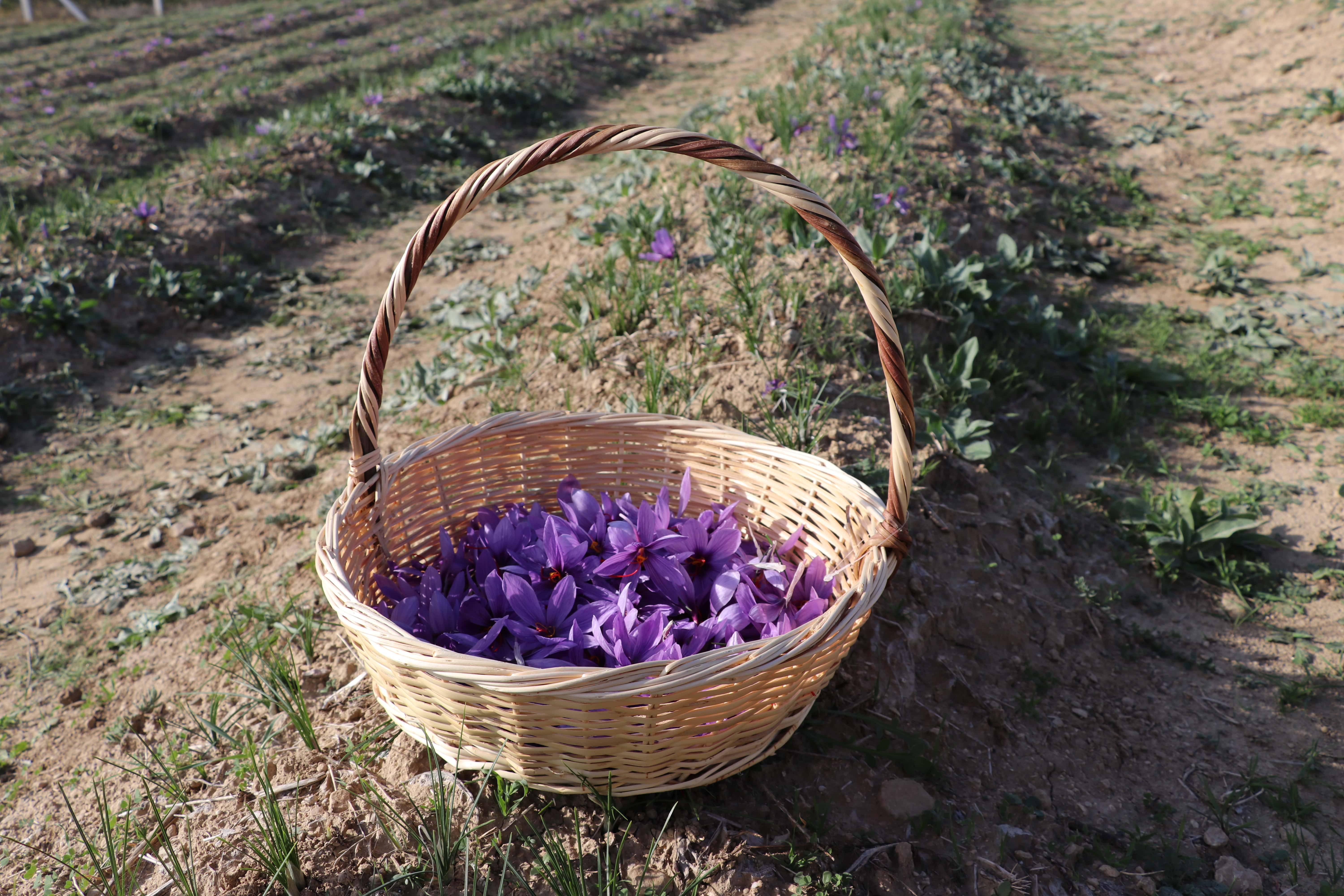 Karabük'te Tıbbi Aromatik Bitkiler Projesi ile Tarımda Değişim