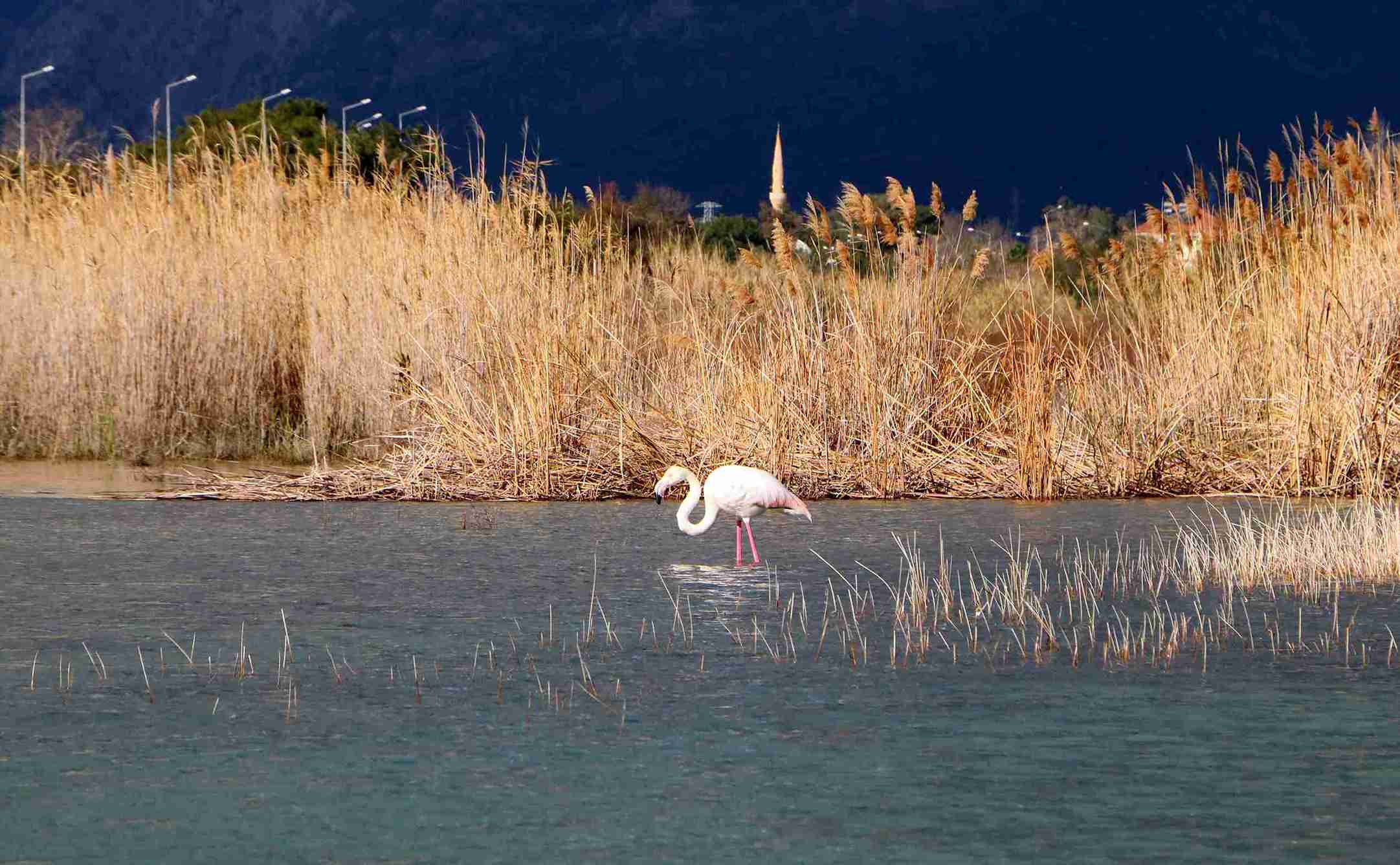 kemerde-flamingo-surprizi-534980-158421-11zon.jpg