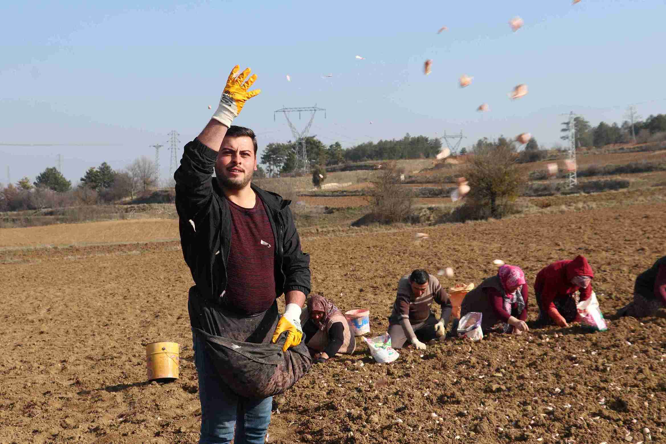 aa-20250204-36949451-36949440-taskopru-sarimsaginda-ekim-donemi-erken-basladi-11zon.jpg