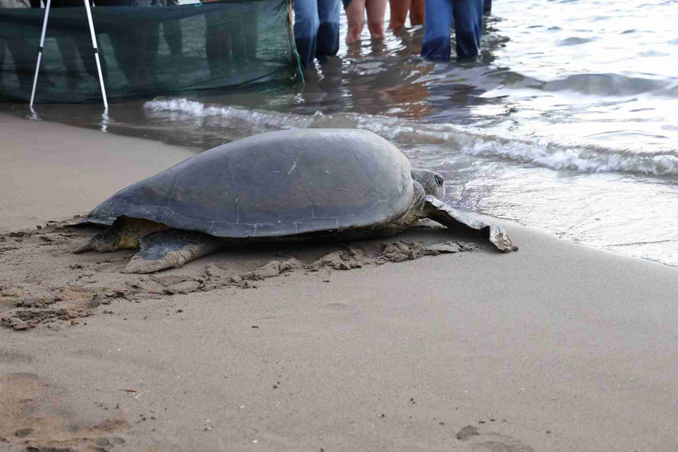 caretta-caretta-lansinohun-rotasini-18-546325-161961-11zon.jpg