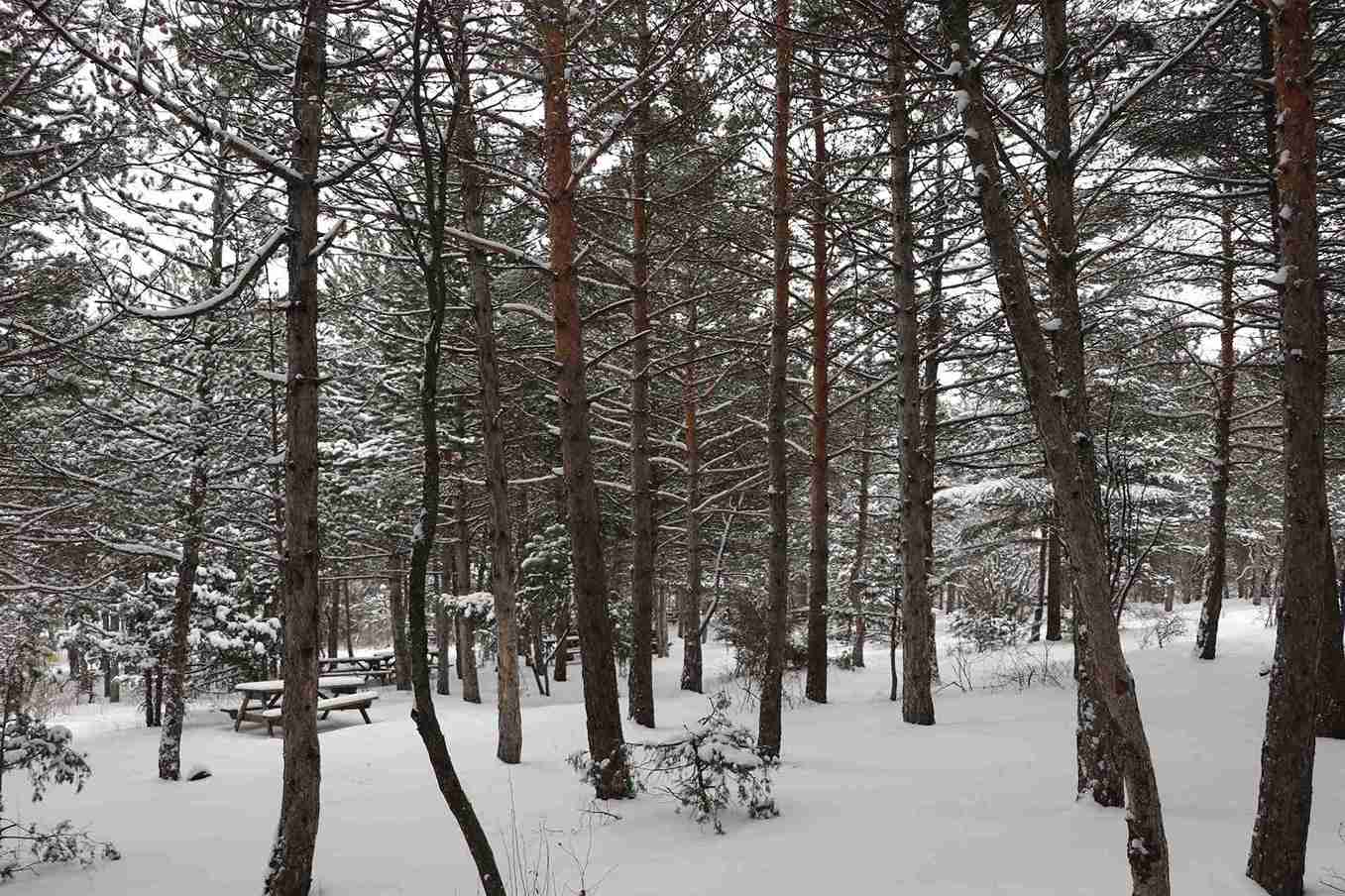aa-20250207-36984072-36984065-yozgat-camligi-milli-parki-beyaza-burundu-11zon.jpg