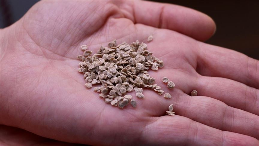 Virüslü domates tohumu krizine Bakanlık’tan açıklama geldi