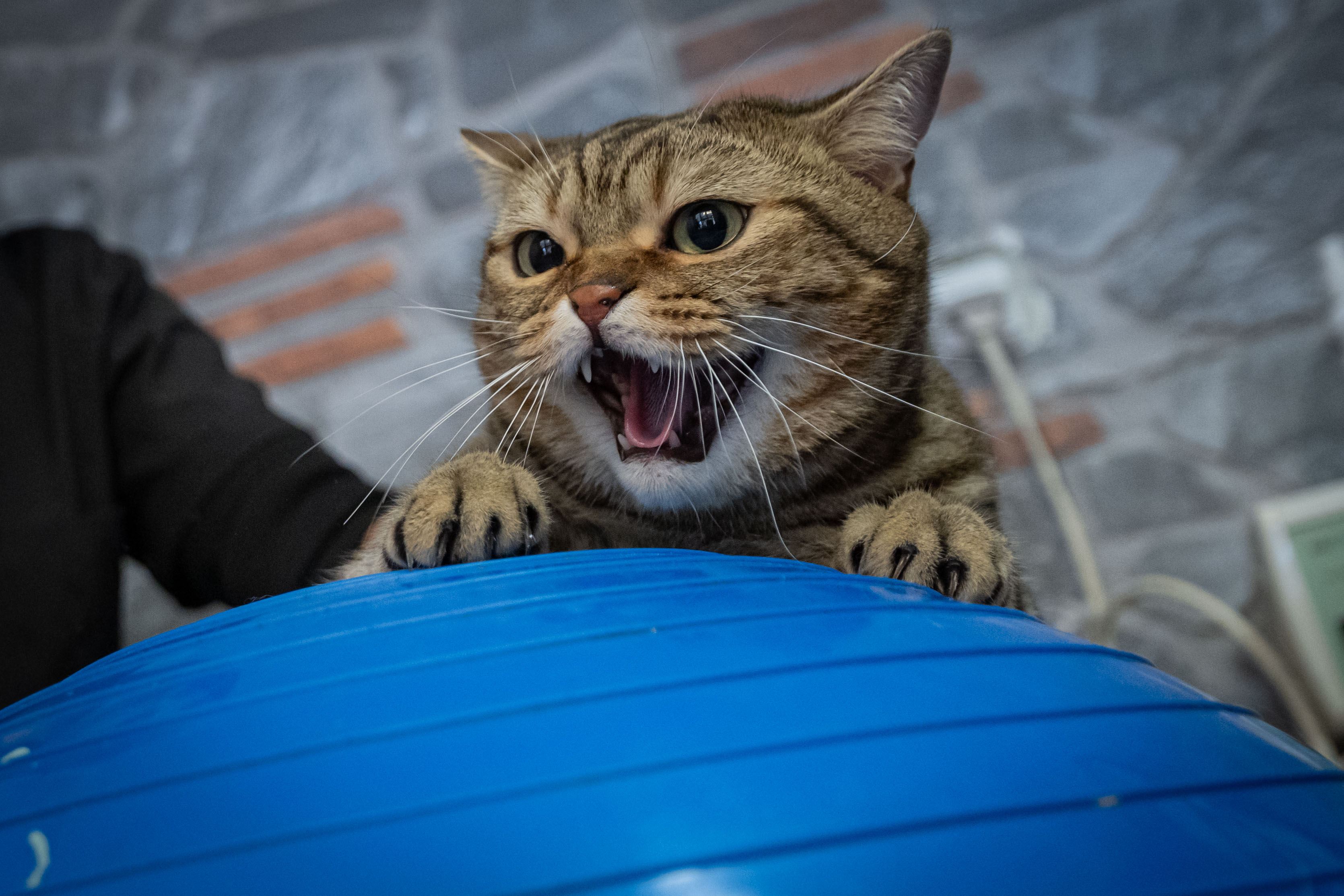 aa-20250221-37119642-37119618-obez-kedi-simba-pilates-yaparak-zayifliyor-min.jpg