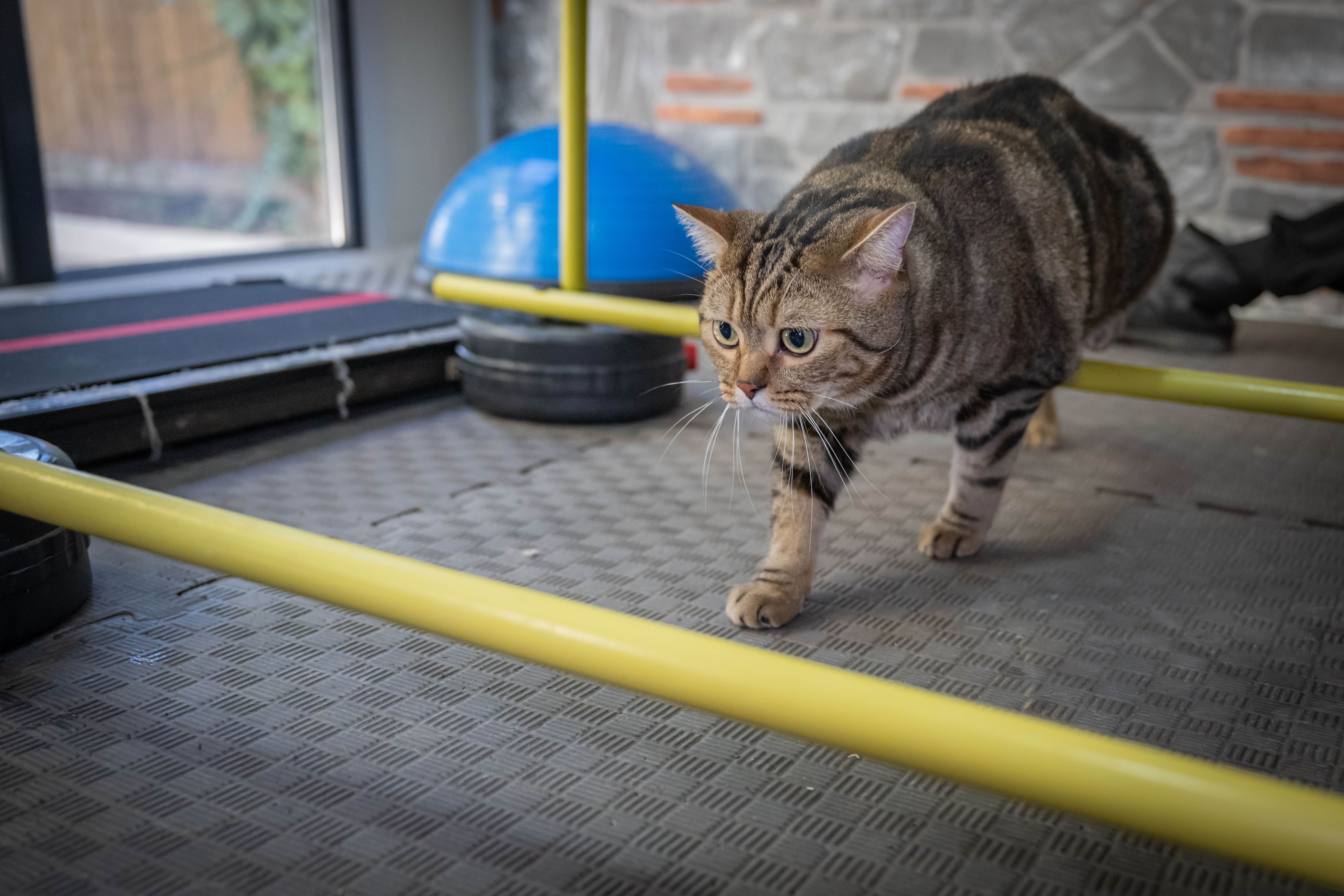 aa-20250221-37119642-37119619-obez-kedi-simba-pilates-yaparak-zayifliyor-min.jpg
