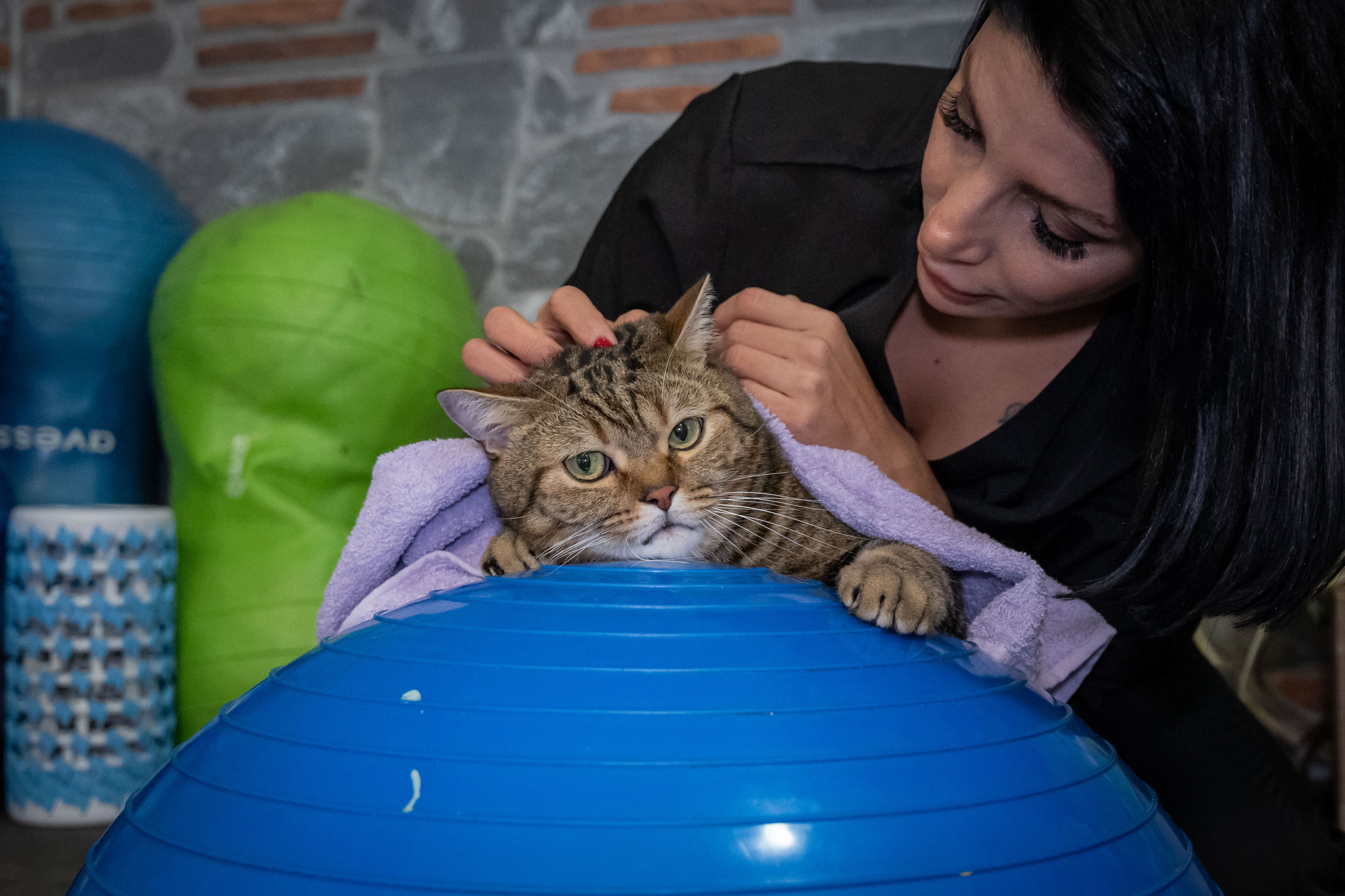 aa-20250221-37119642-37119630-obez-kedi-simba-pilates-yaparak-zayifliyor-min.jpg