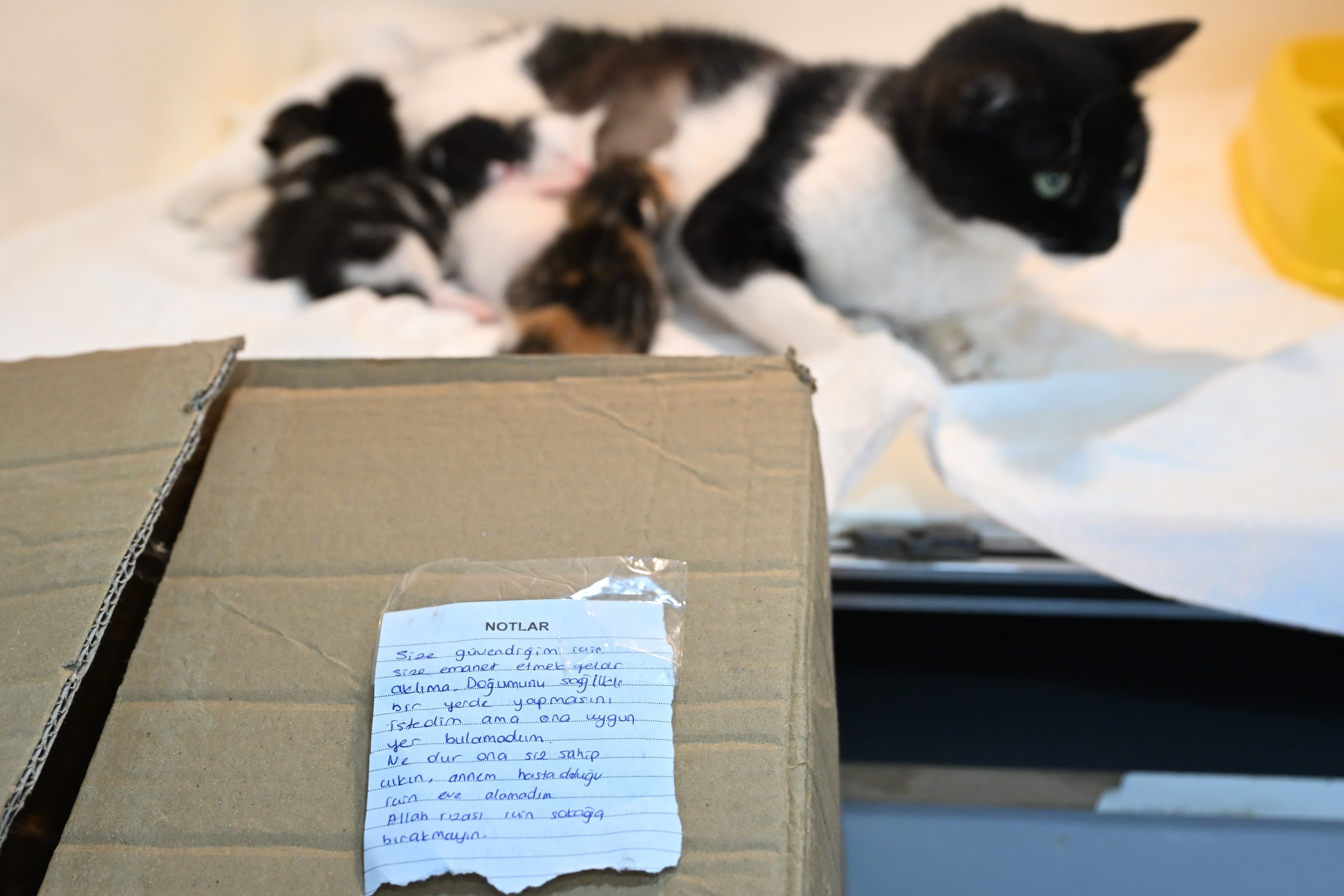 aa-20250301-37205750-37205747-karton-kutuda-veteriner-kapisina-birakilan-hasta-ve-hamile-kediyi-hayvanseverin-notu-kurtardi-min.jpg
