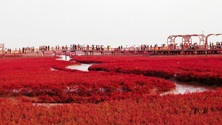 china-panjin-red-beach-780x439.jpg