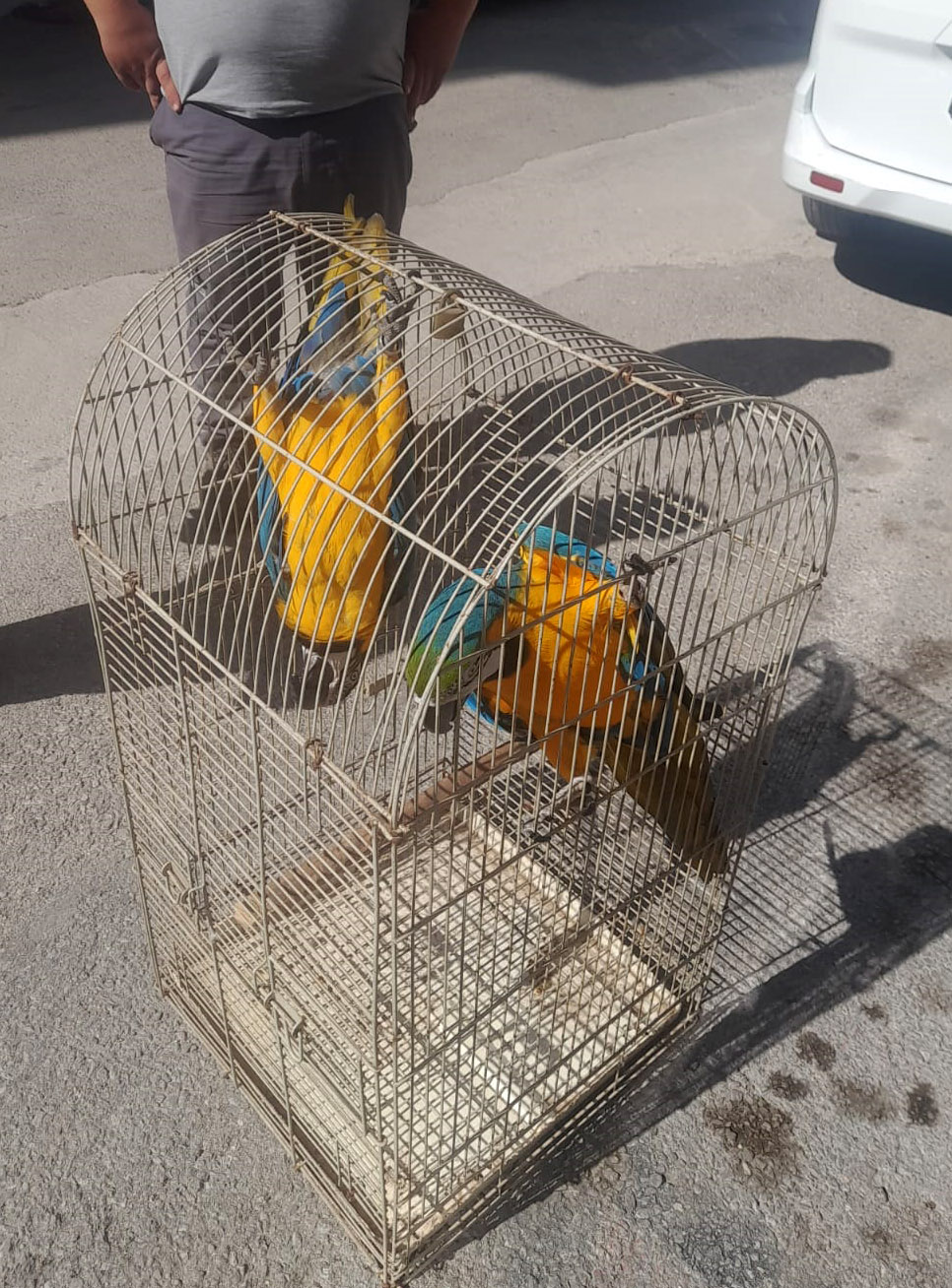 belgesiz-macaw-papagani-satisina-617-bin-592639-1753601.jpg