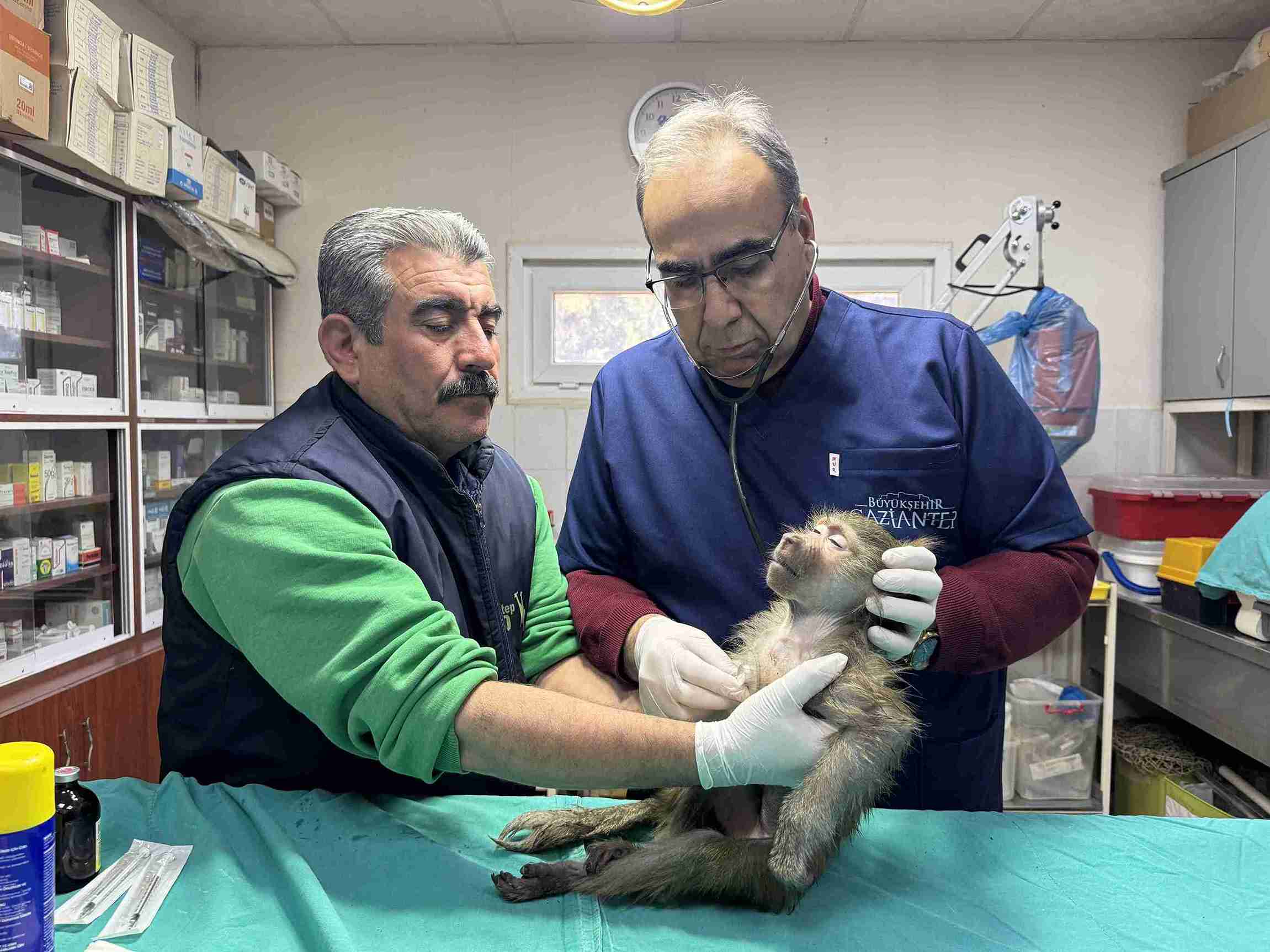aa-20250309-37288153-37288144-elazigda-yolda-bulunan-yavru-babun-gaziantepe-getirildi-11zon.jpg