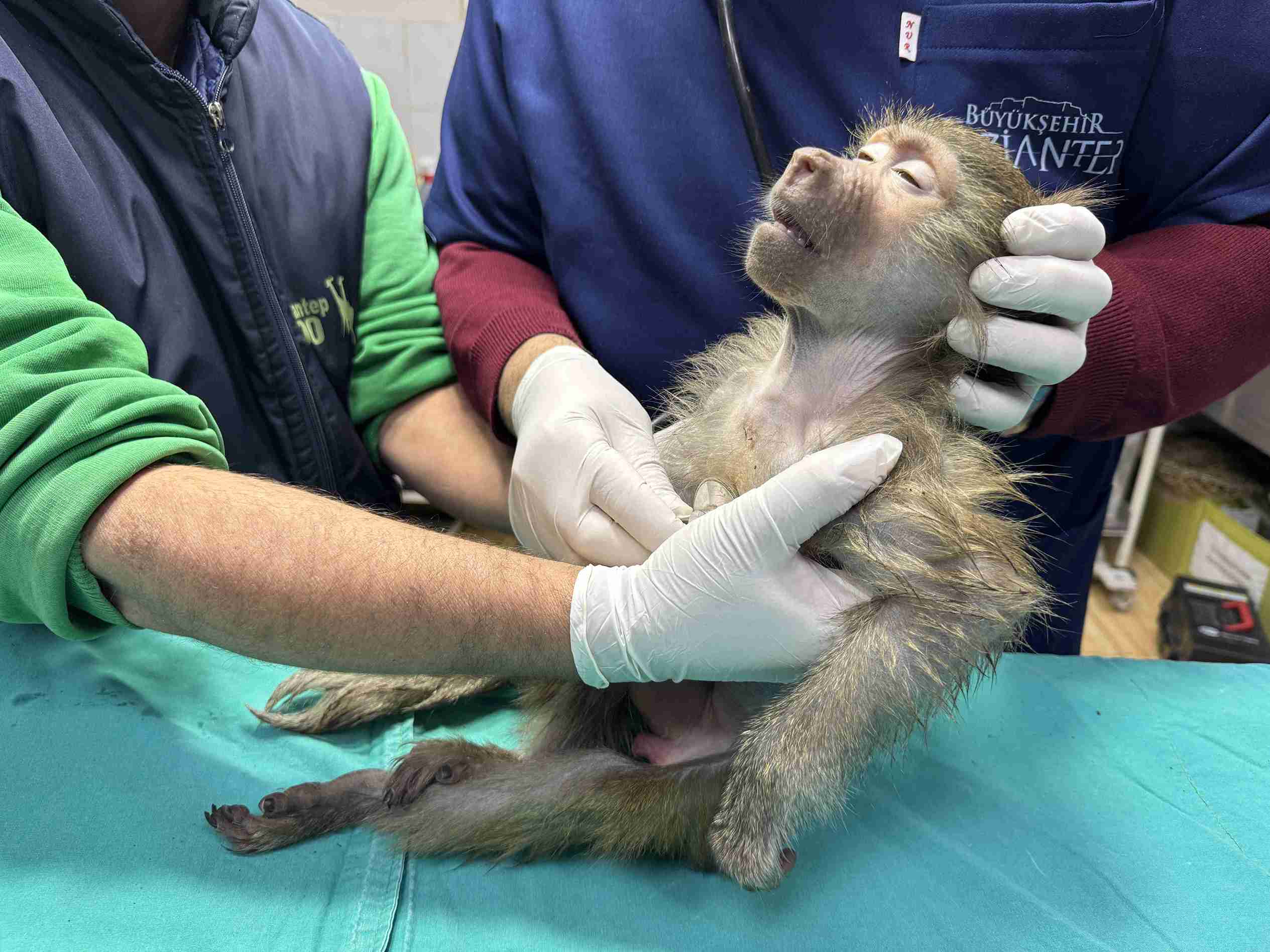 aa-20250309-37288153-37288145-elazigda-yolda-bulunan-yavru-babun-gaziantepe-getirildi-11zon.jpg