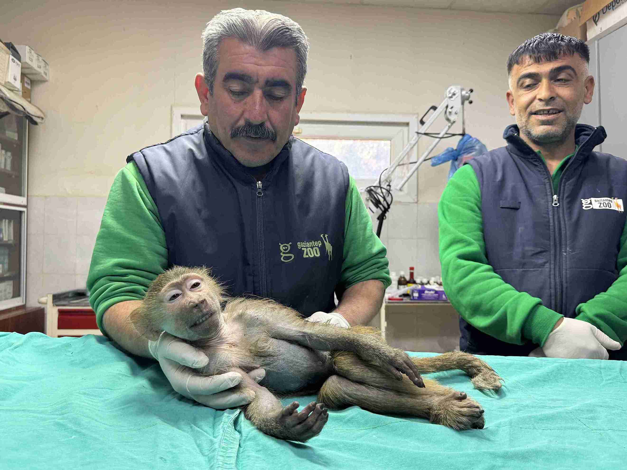 aa-20250309-37288153-37288148-elazigda-yolda-bulunan-yavru-babun-gaziantepe-getirildi-11zon.jpg