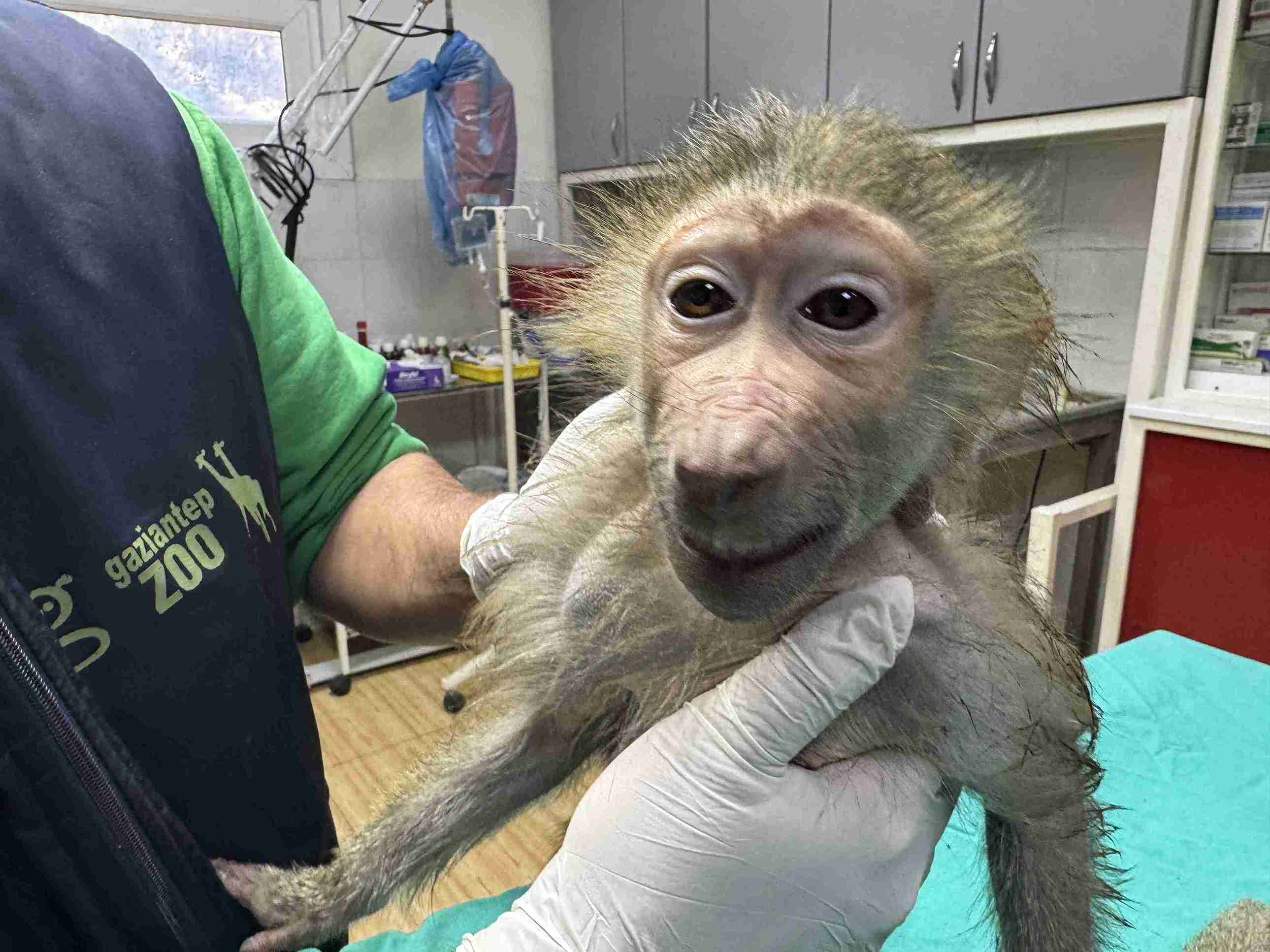 aa-20250309-37288153-37288149-elazigda-yolda-bulunan-yavru-babun-gaziantepe-getirildi-11zon.jpg
