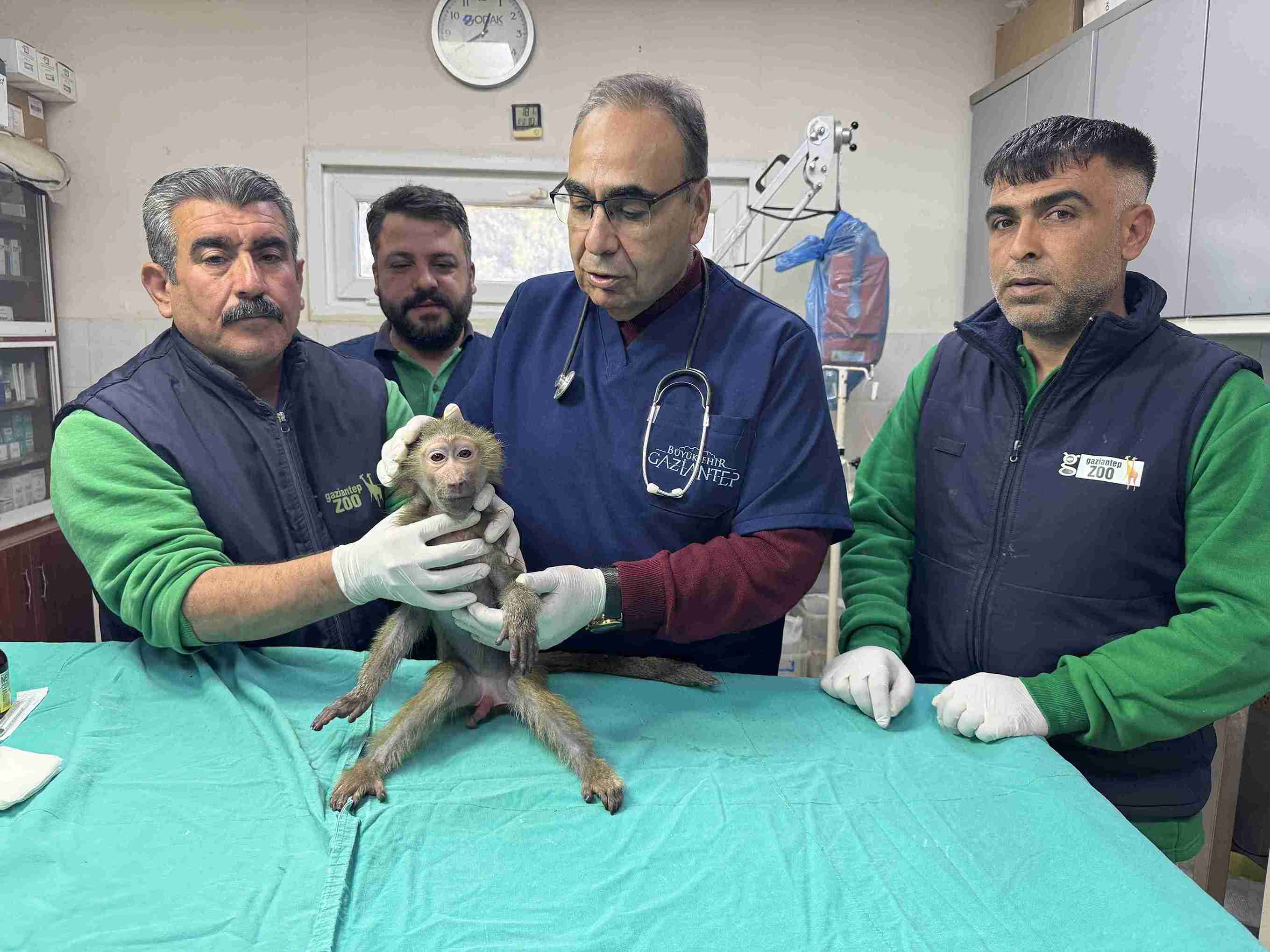 aa-20250309-37288153-37288152-elazigda-yolda-bulunan-yavru-babun-gaziantepe-getirildi-11zon.jpg