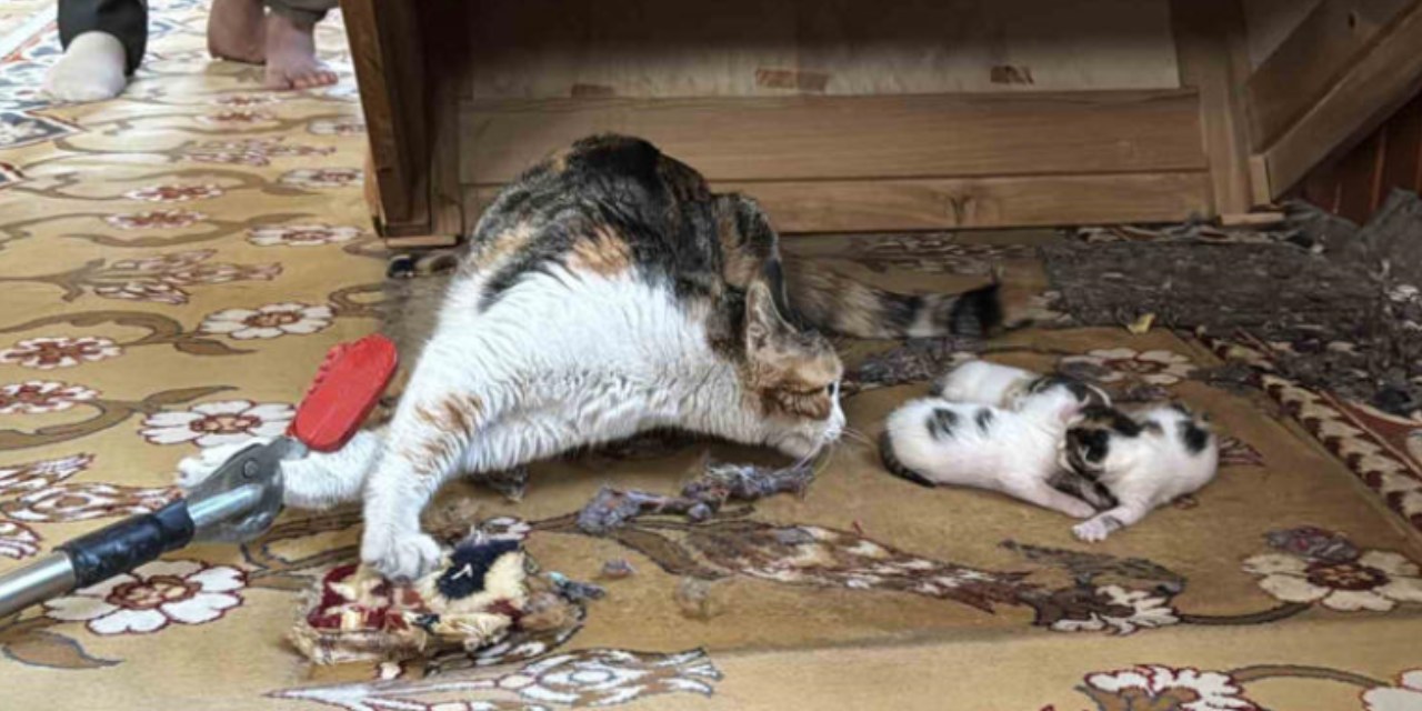 goruntuler-yurekleri-yaralamisti-kediler-artik-guvende-imam-hakkindaki-gercek-ortaya-cikti.jpg