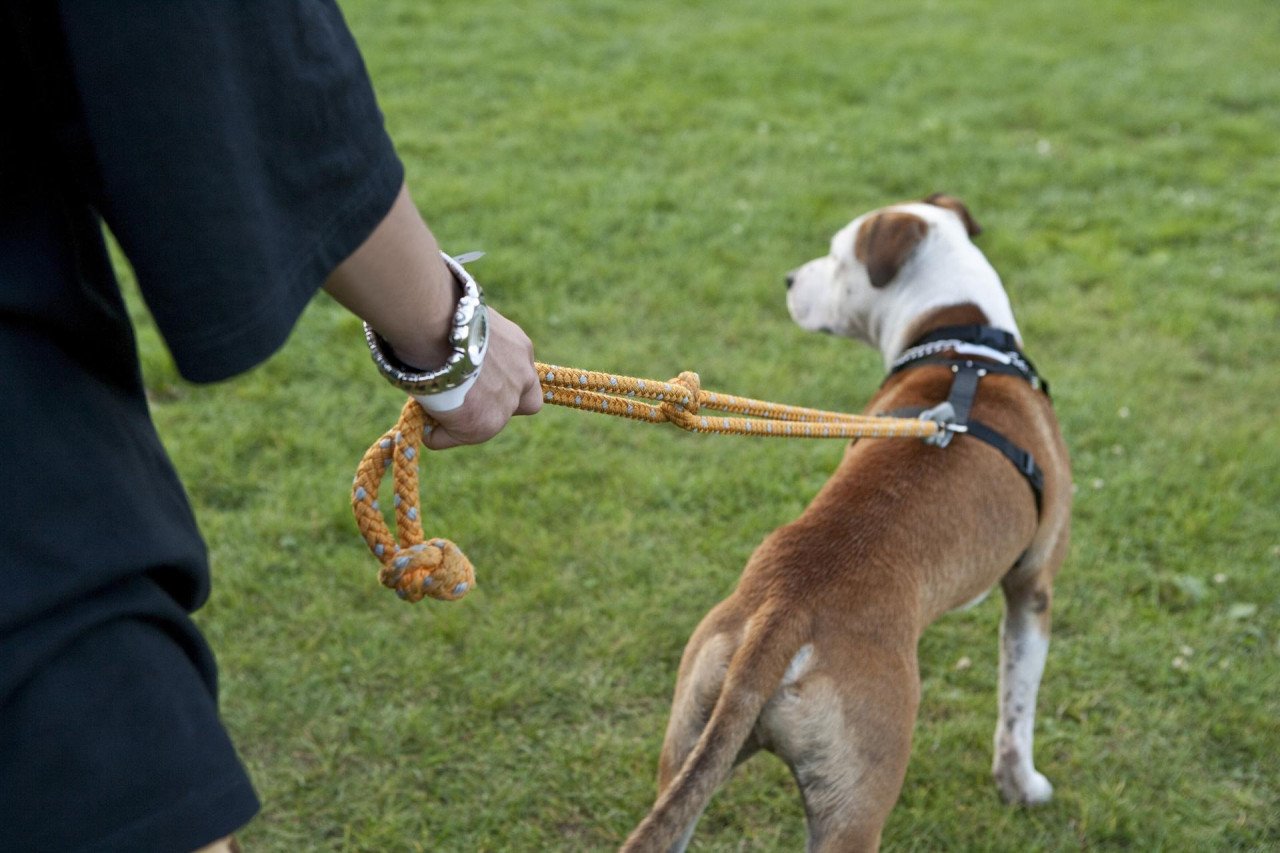 Köpeğin Tetiği Kandırdığı An