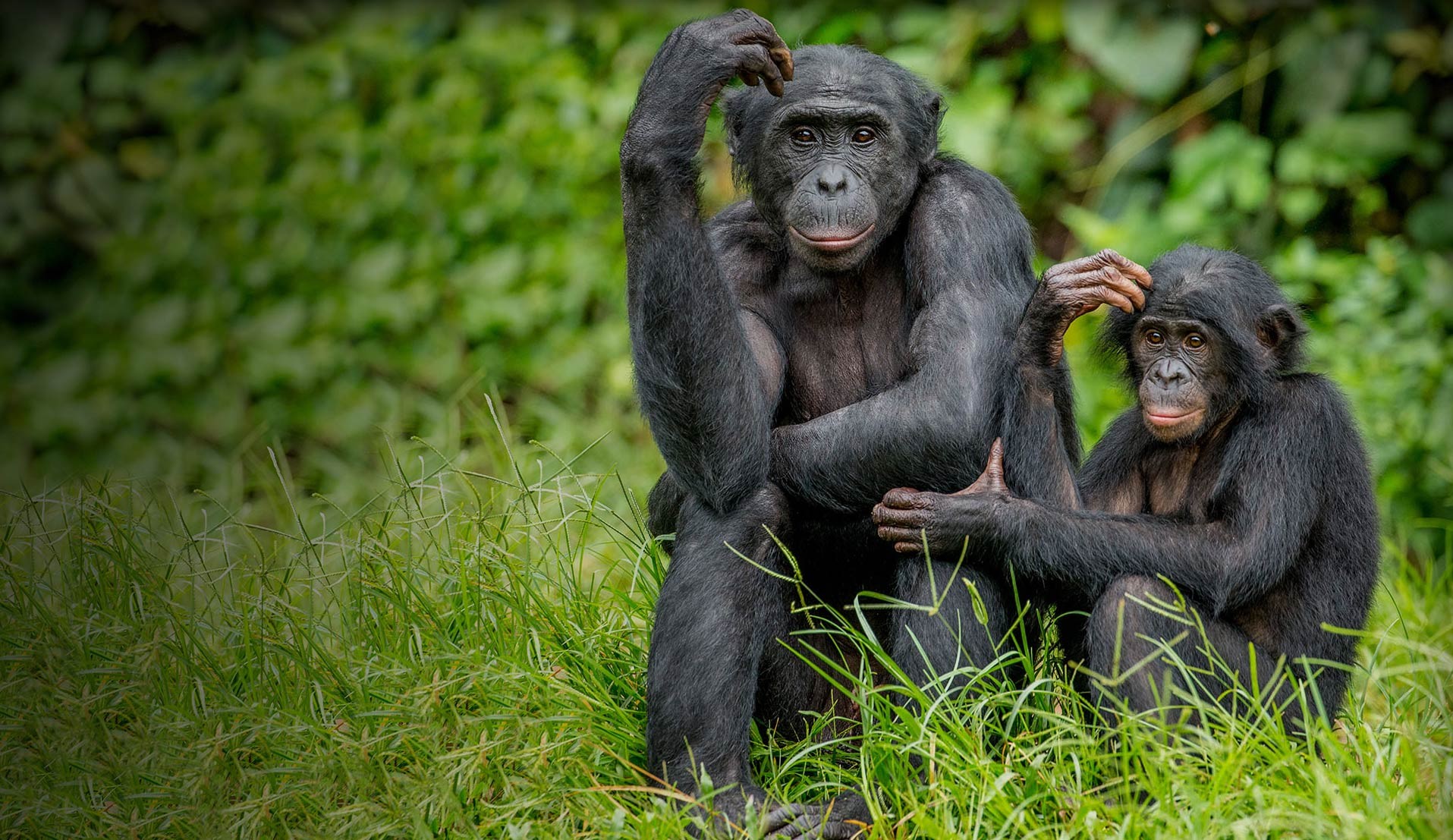 bonobo-friends-of-bonobos.jpg