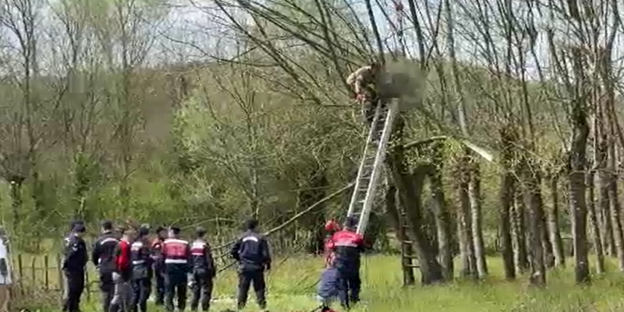 5-metre-yukseklikteki-agacta-kala-kaldi-1.jpg