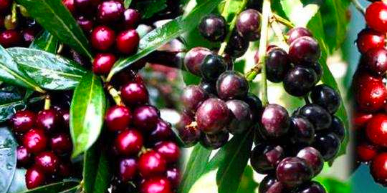 Ani ödenen sürgüden hawthorn-tohum-in-ing.jpg