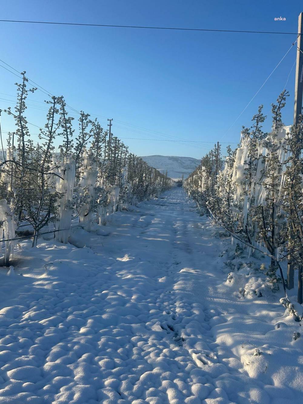 CHP’li Genç'ten zirai dona ilişkin açıklama: Zarar yüzde 100’e ulaştı