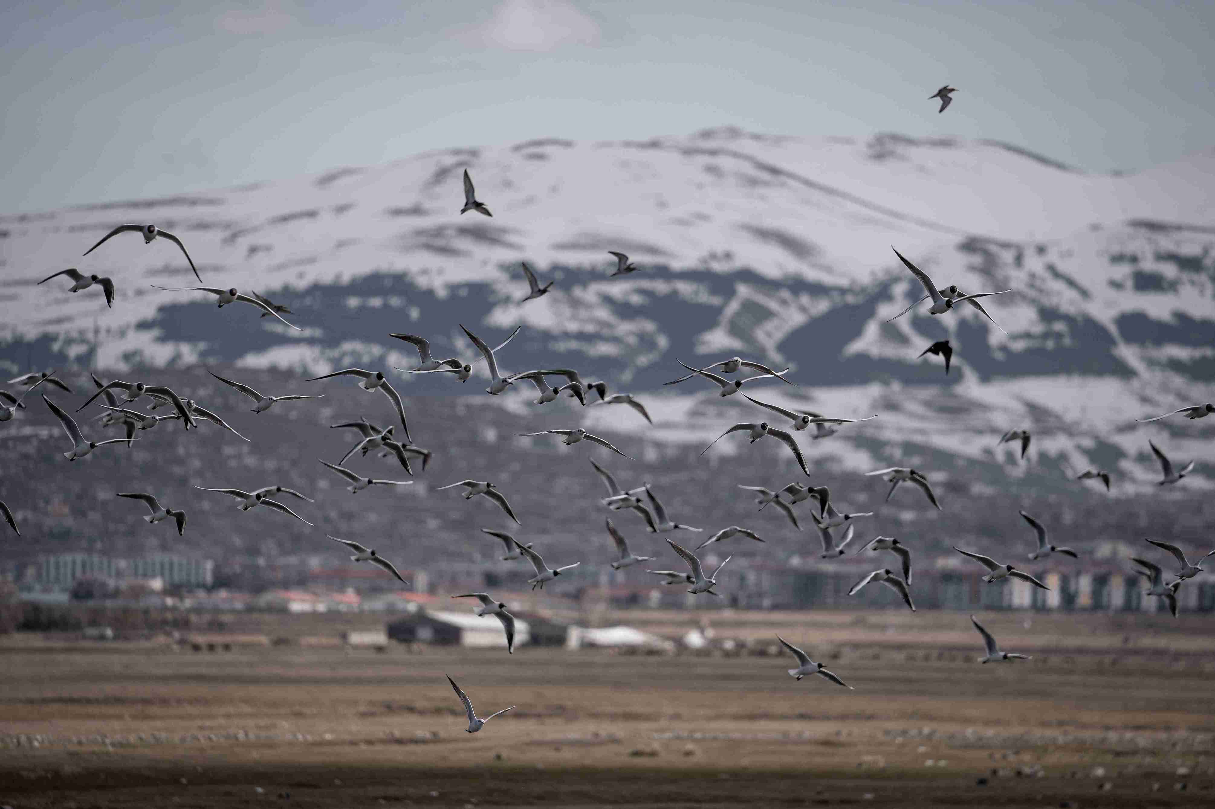 aa-20250413-37617770-37617766-erzurumun-sulak-alanlari-gocmen-kuslarla-senlendi-11zon.jpg