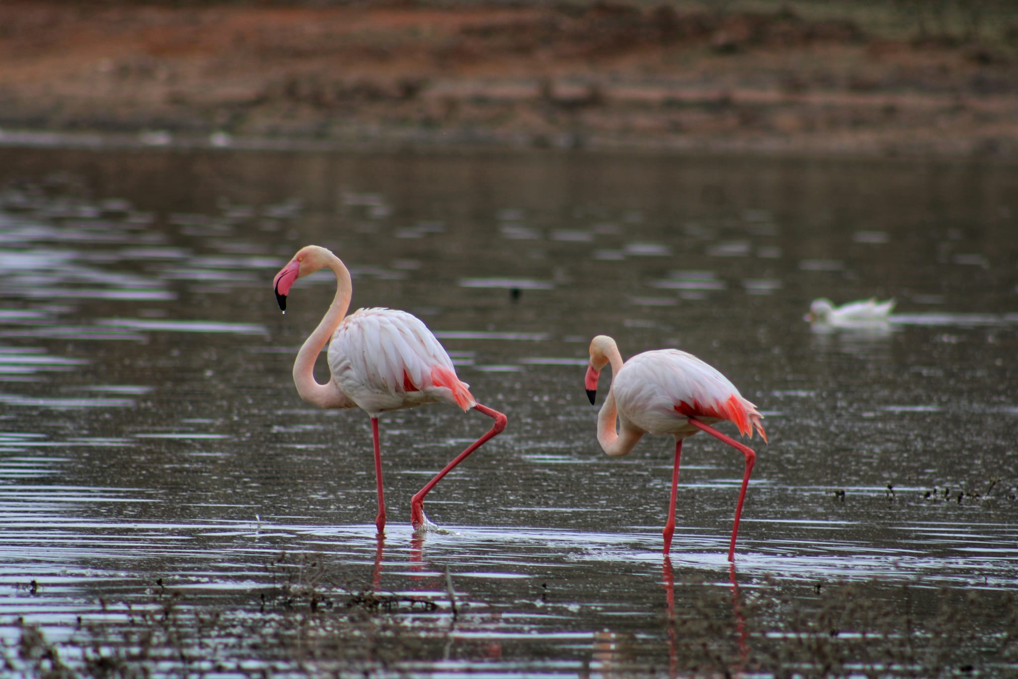 tuz-golune-goc-eden-flamingo-populasyon-658336-195074.jpg