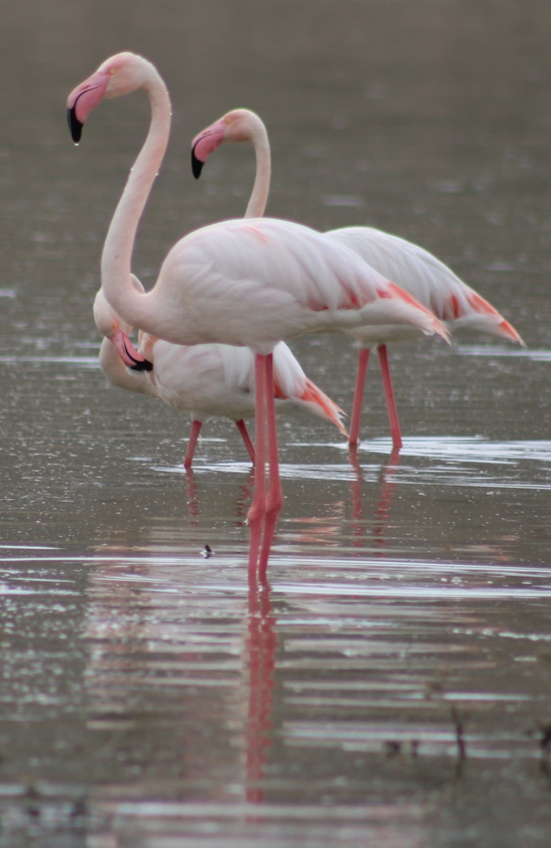 tuz-golune-goc-eden-flamingo-populasyon-658342-195074.jpg