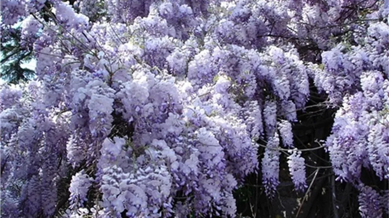 wisteria-sinensis-kokulu-cin-morsalkim-f-863a.webp