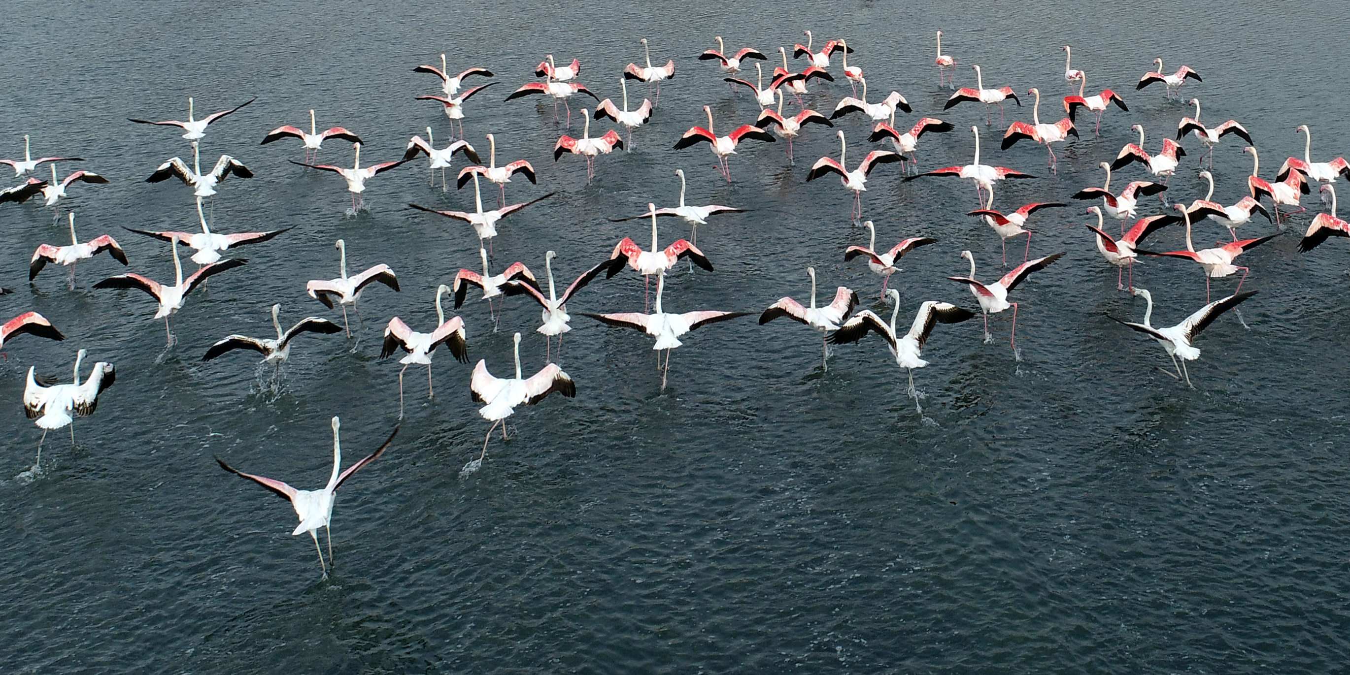 flamingolarin-ilk-kafilesi-van-golu-hav-671761-198967.jpg