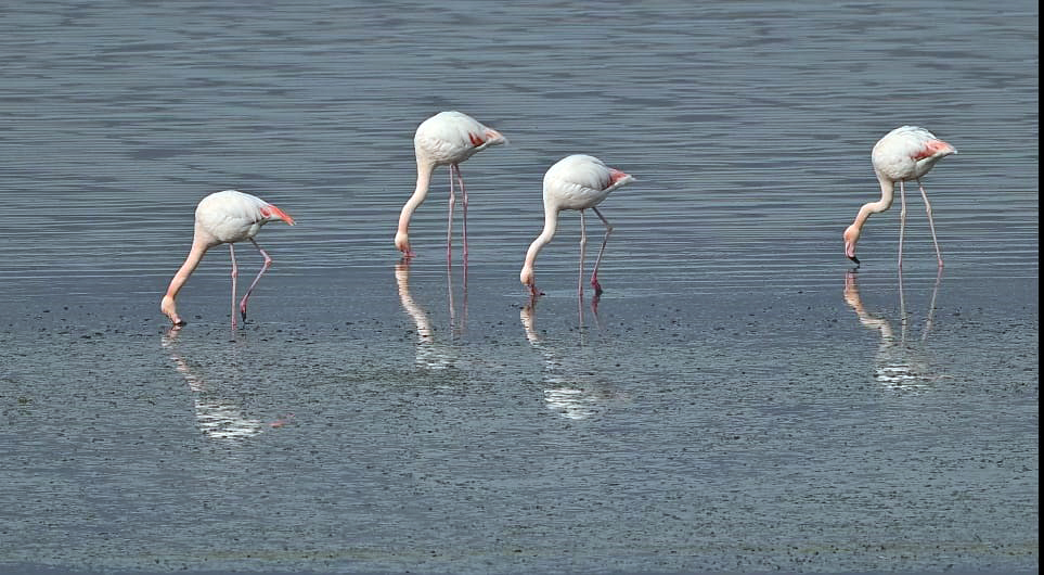 flamingolarin-ilk-kafilesi-van-golu-hav-671763-198967.jpg