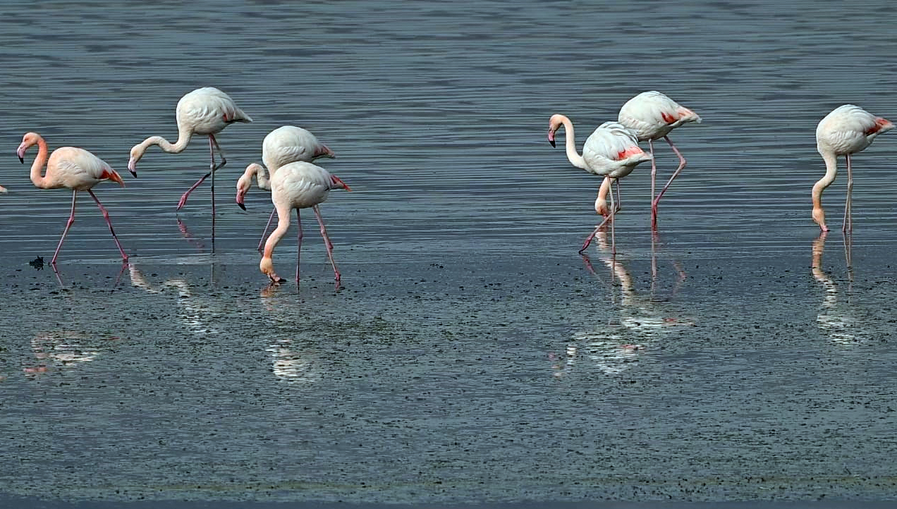 flamingolarin-ilk-kafilesi-van-golu-hav-671766-198967.jpg