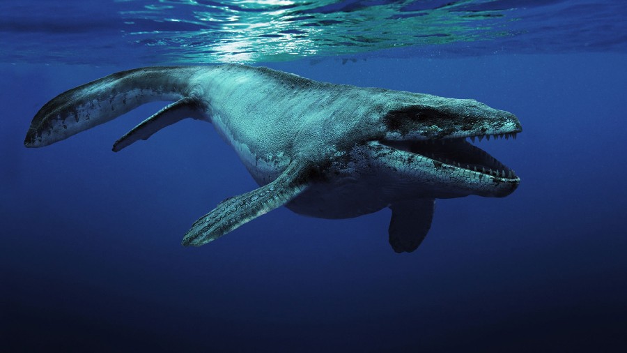 mosasaurus3-8967.jpg