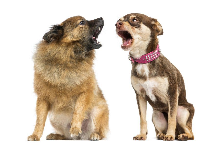 dog-6.jpg