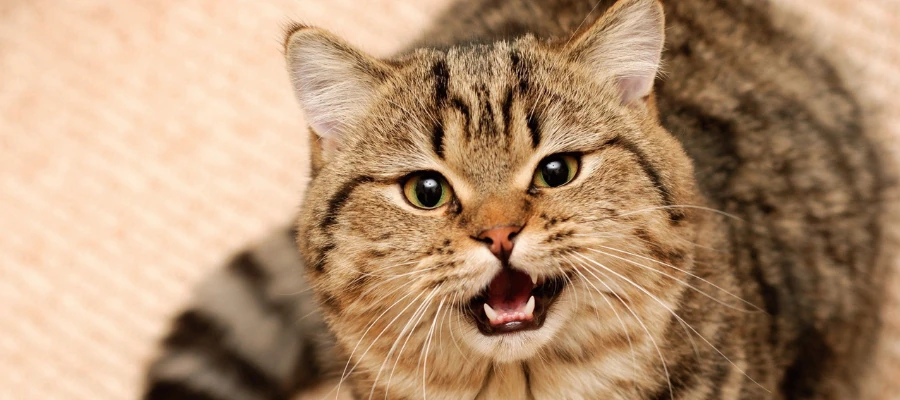 kedi-miyav.webp