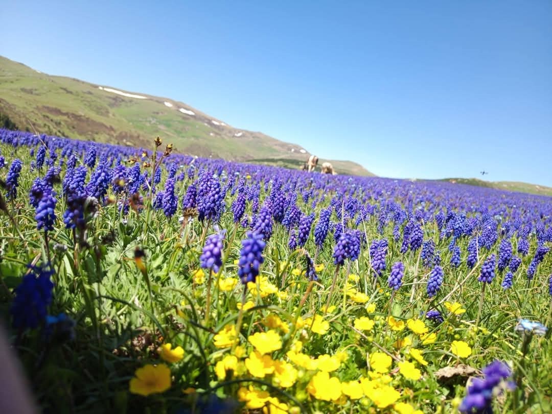 2-bin-rakimli-yayla-dag-sumbulleriyle-r-726517-214726.jpg
