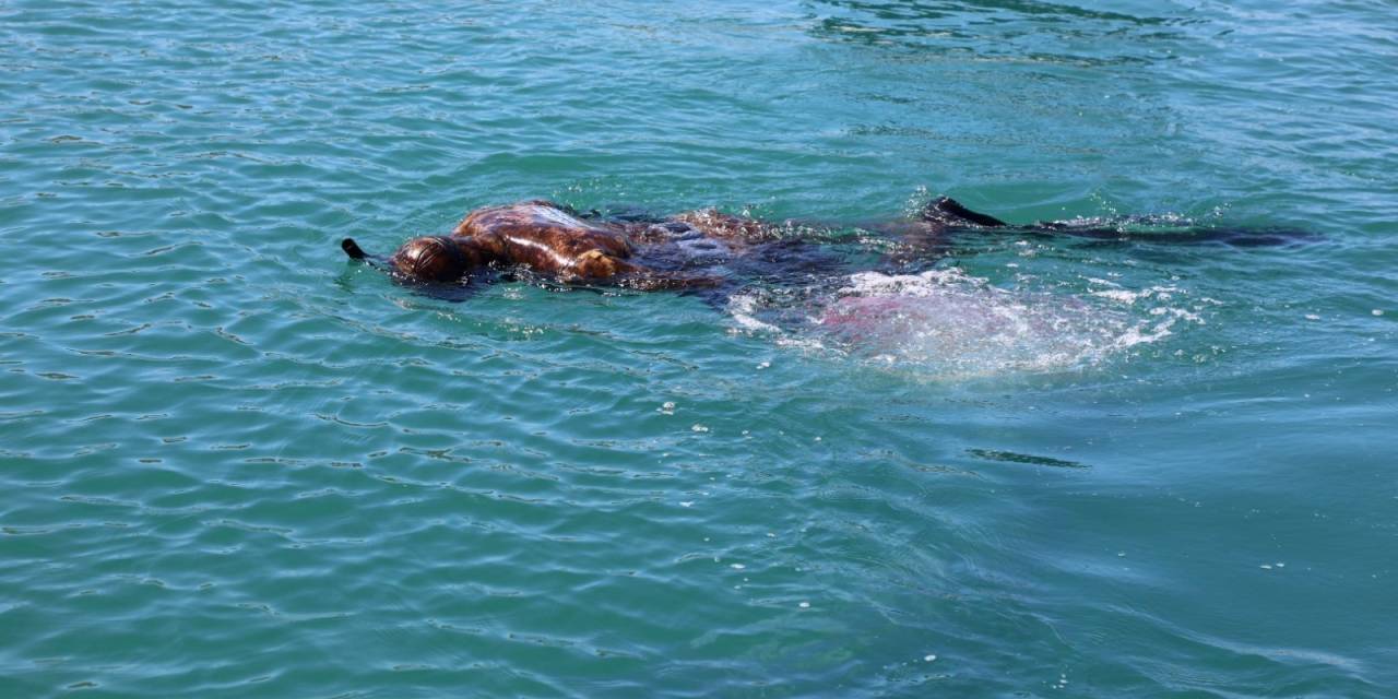 Bodrum'da deniz dibi temizliği yapıldı