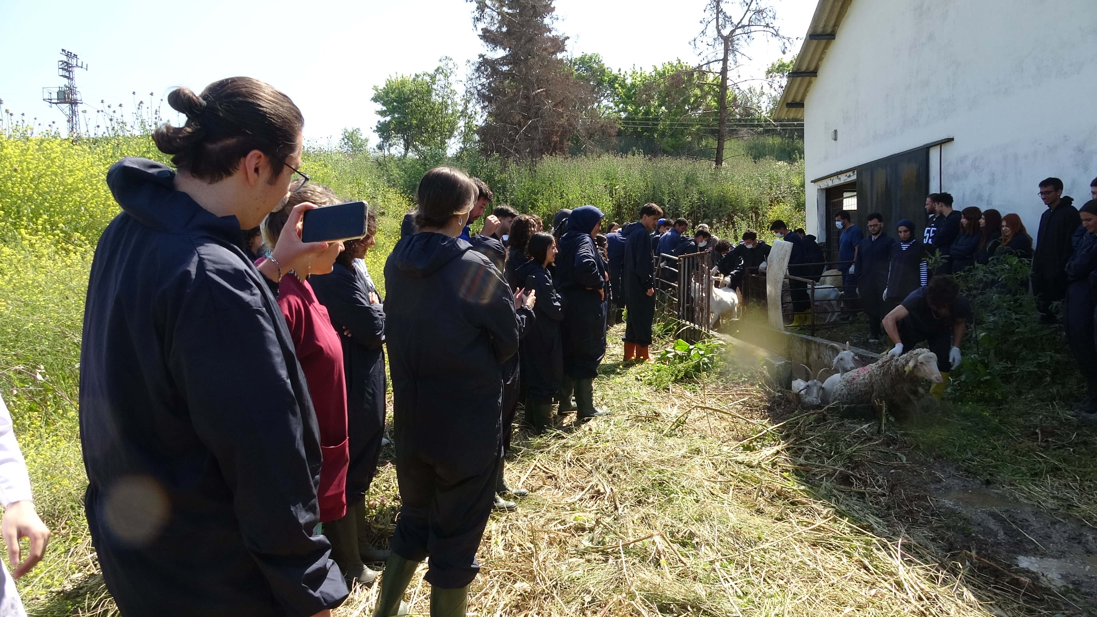 veteriner-fakultesinde-8-asirlik-koyun-726525-214731.jpg