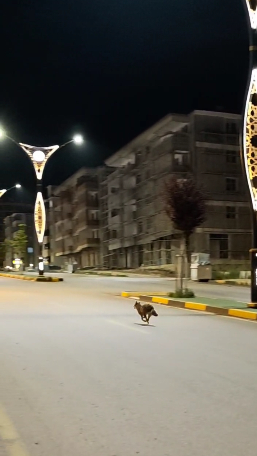 çakal kaçışı