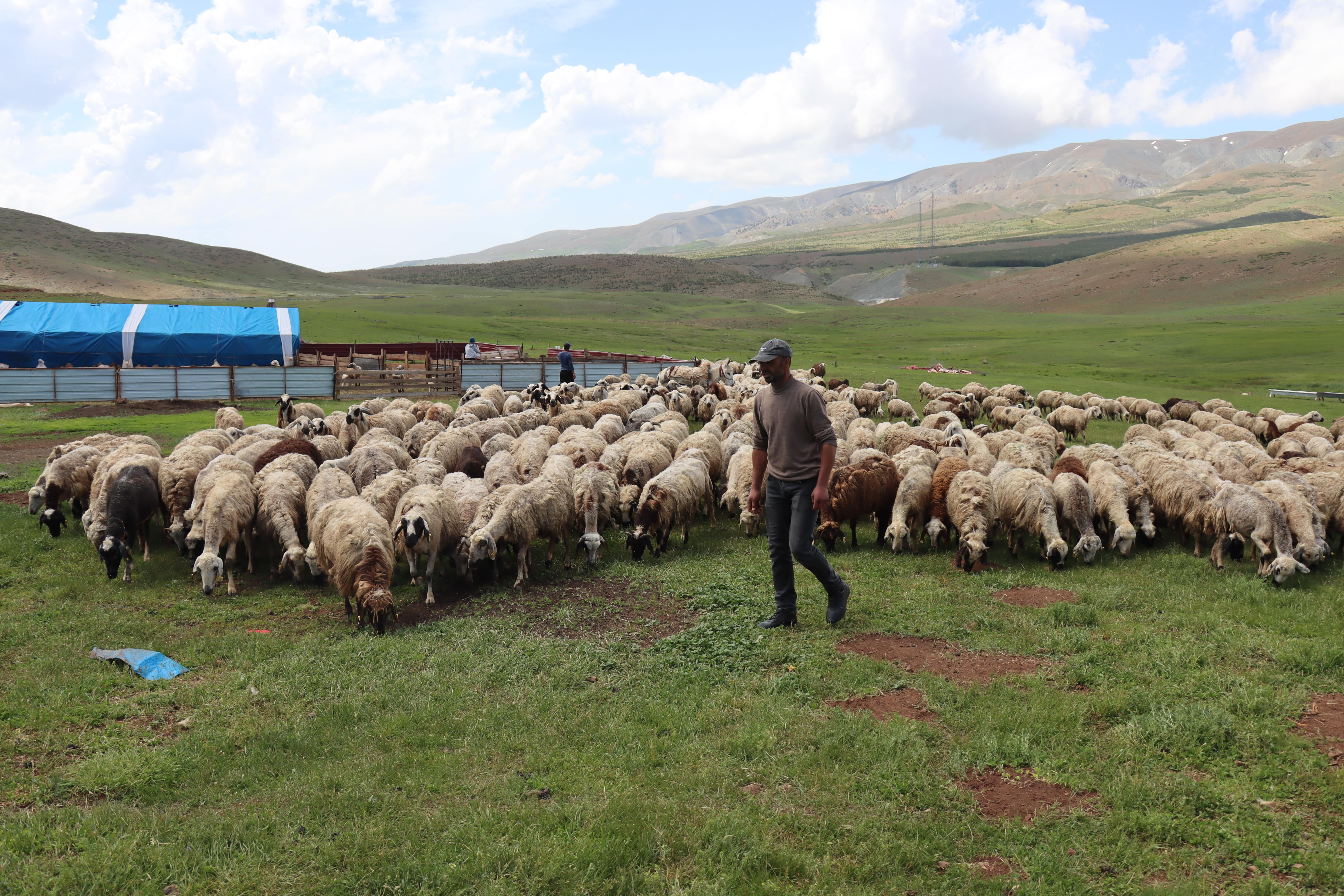 Erzincan tulum peyniri