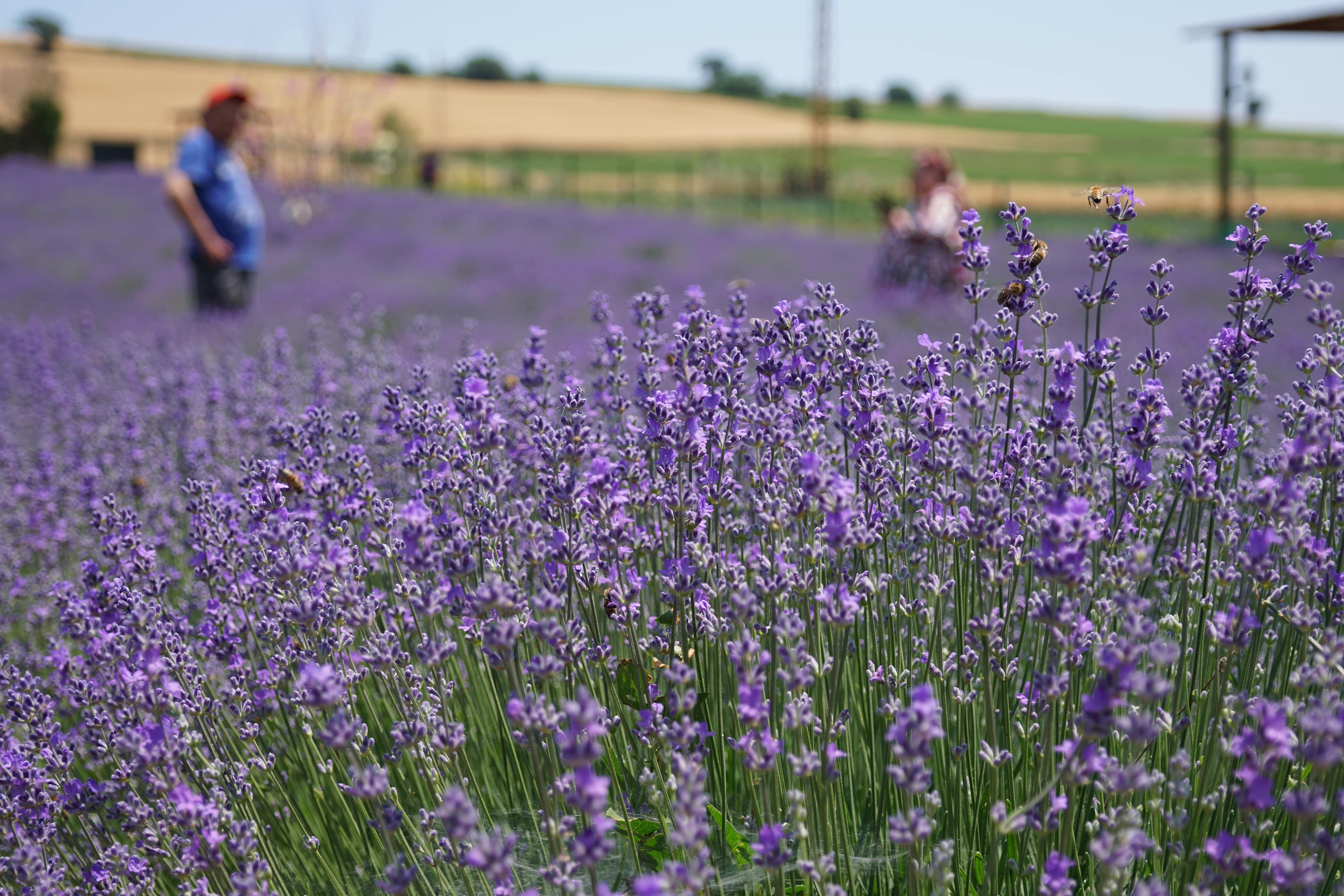 aa-20250607-38212832-38212830-tekirdagda-mor-renkli-tarlalar-bayramda-ziyaretcilerini-agirliyor-min.jpg